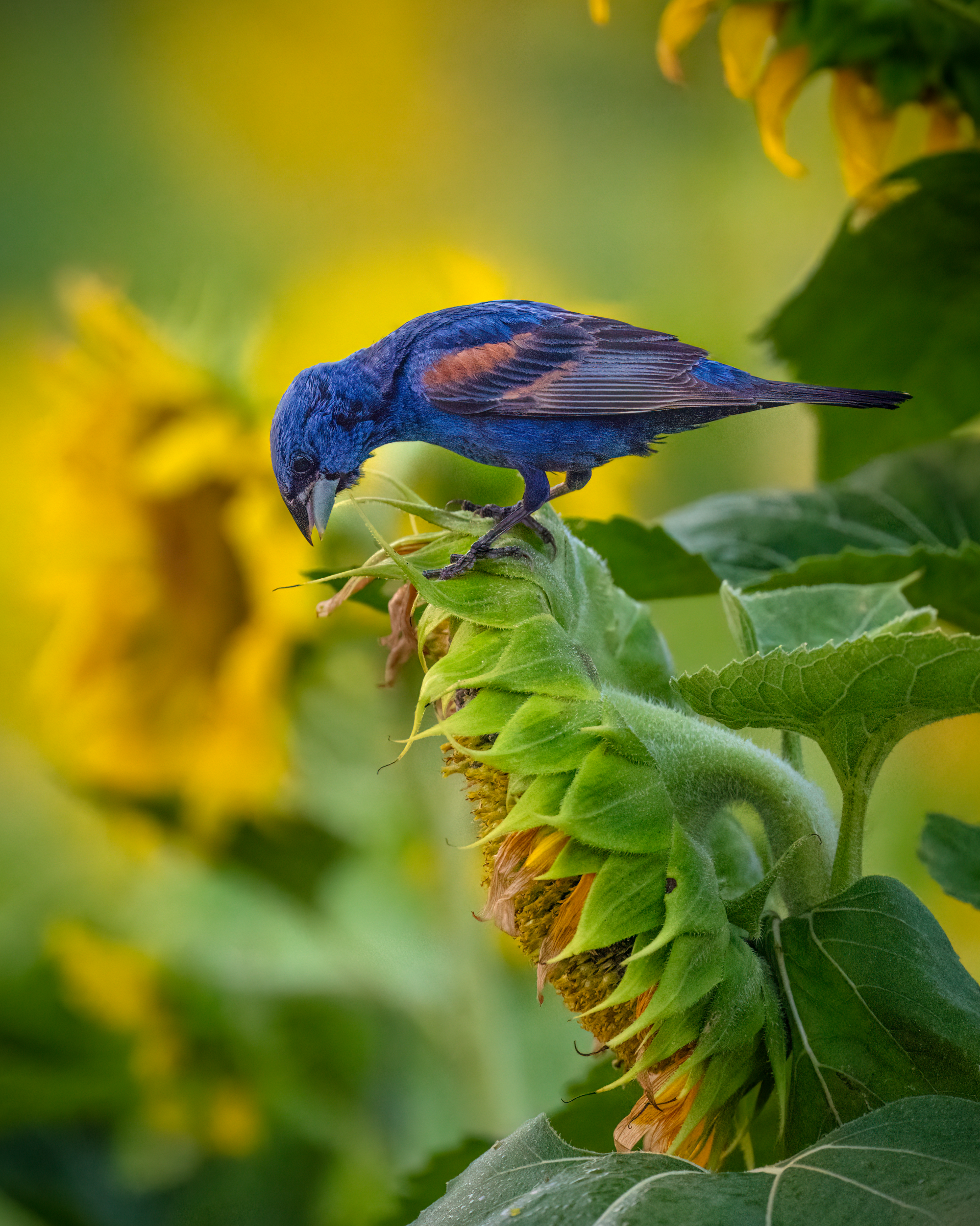 Blue bird perched on a green sunflower bud, with a blurred yellow flower background