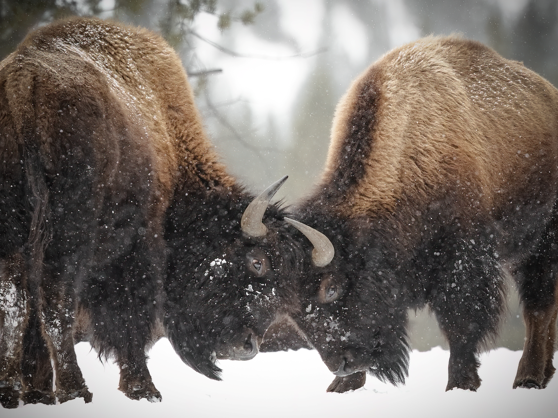Two shaggy musk oxen facing off in a snowy landscape