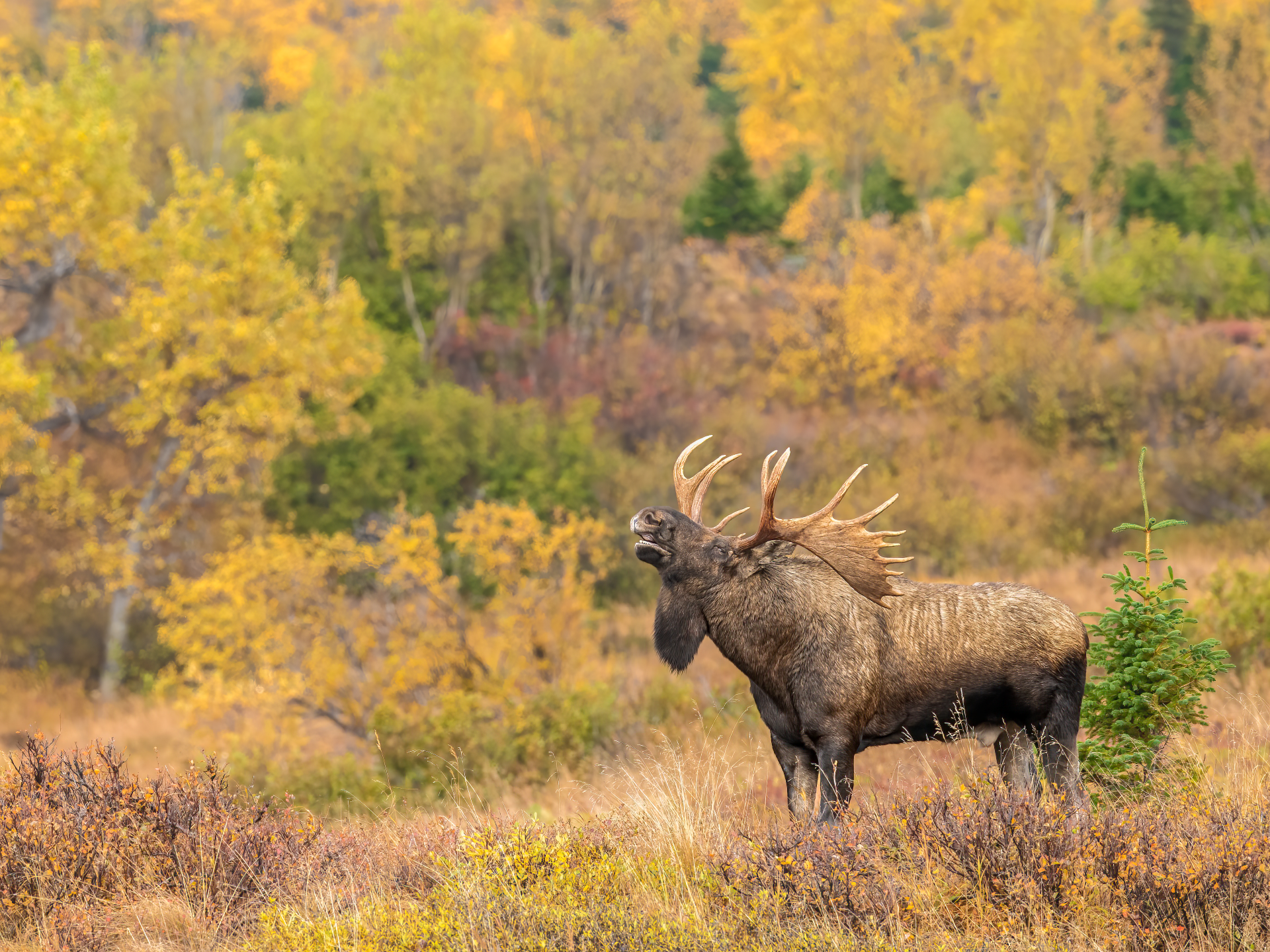 Bull elk standing in a grassy meadow with yellow autumn trees in the background.