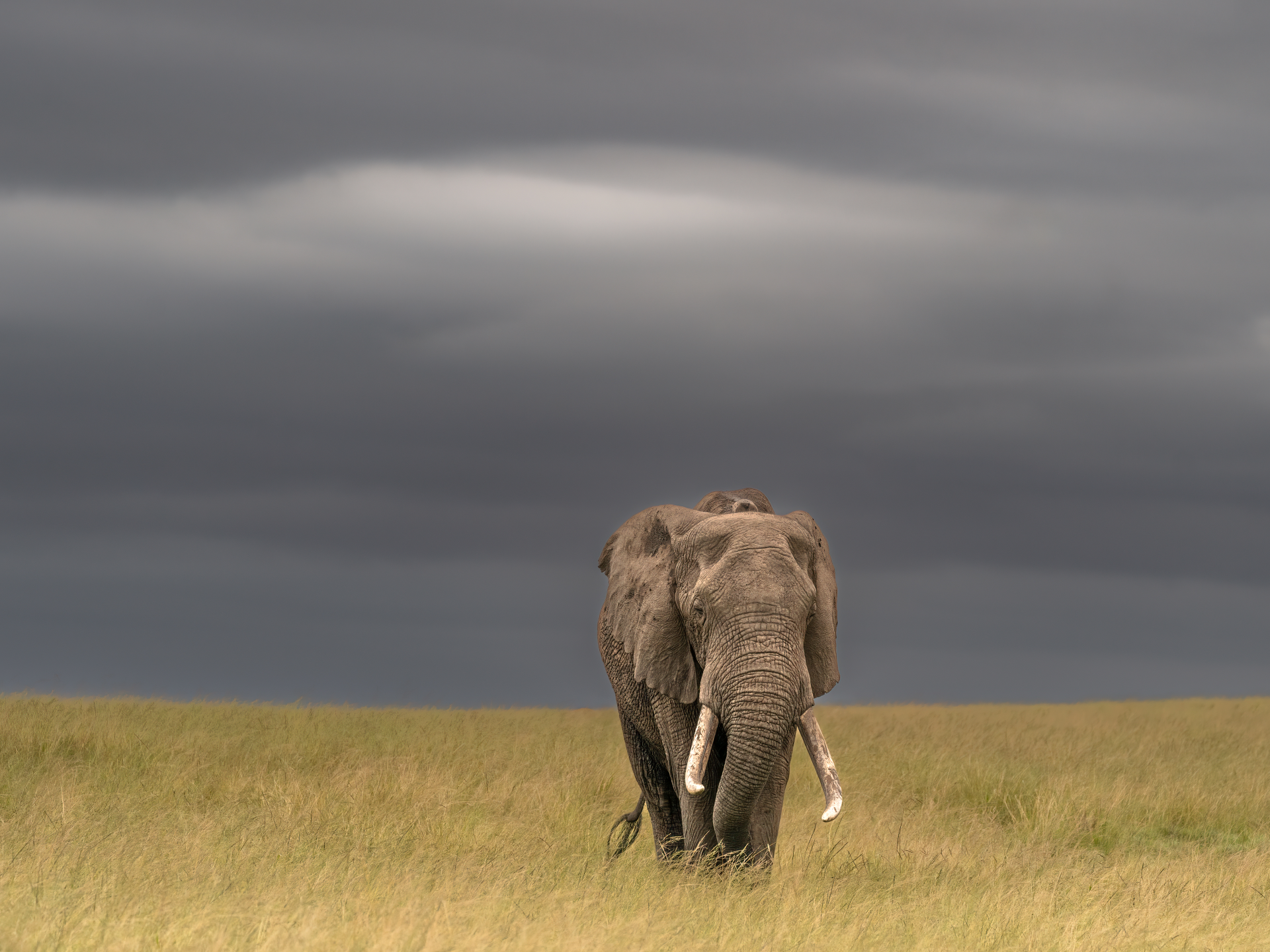 Elephant walking through tall grass under a dark, cloudy sky