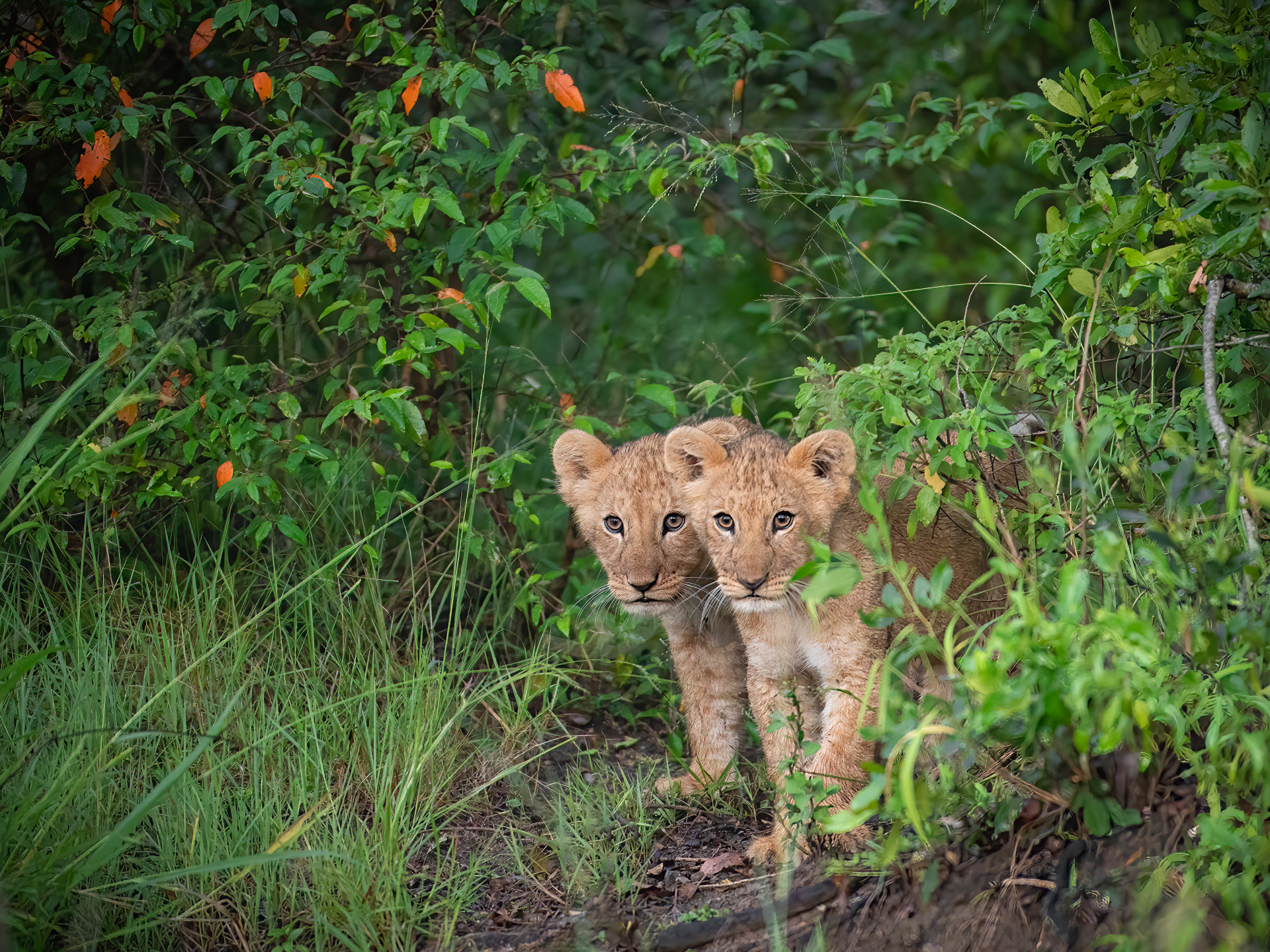 Two lion cubs peeking through dense green grass and bushes in a forest clearing