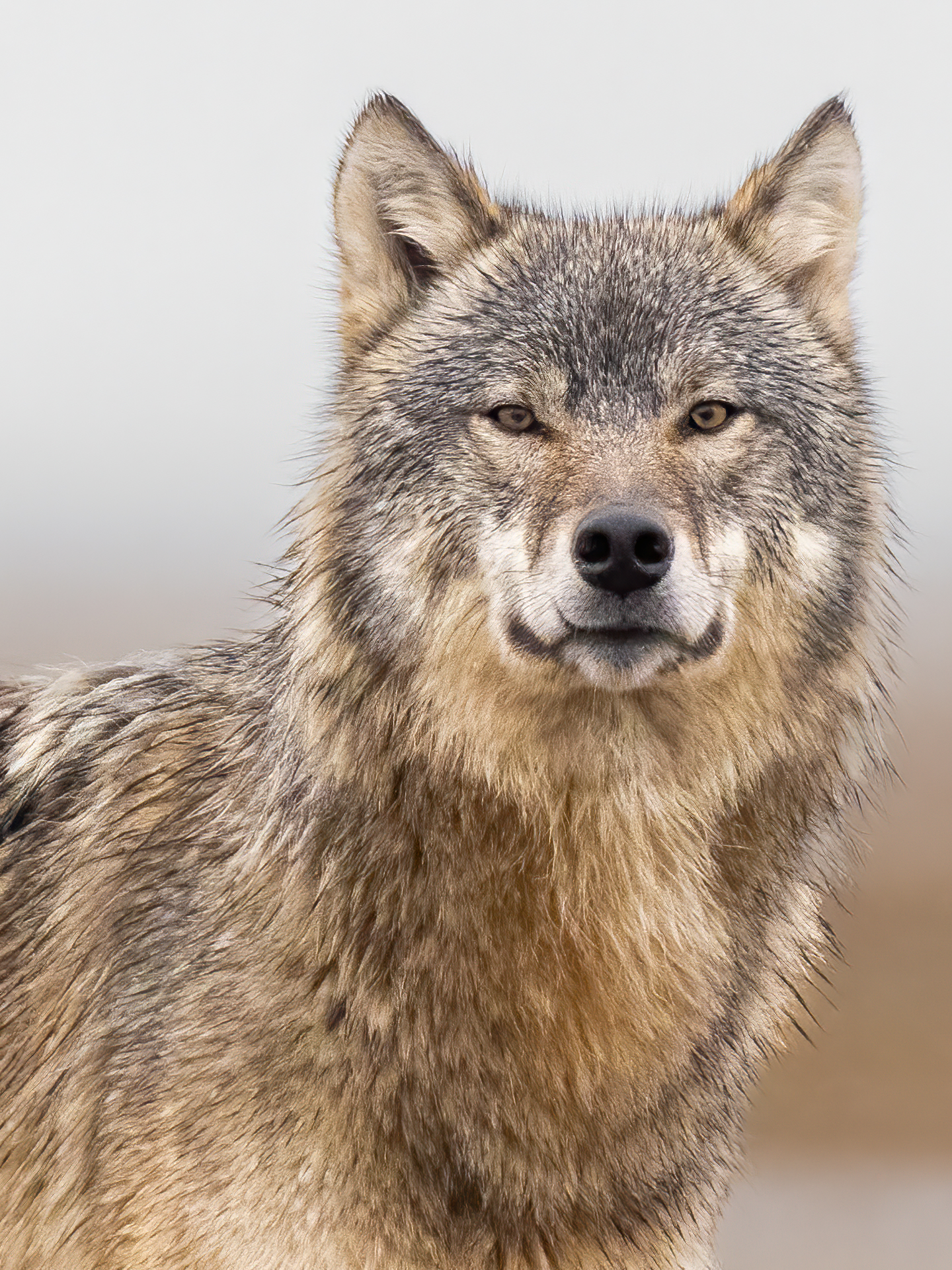 Gray wolf standing against a light gray background, looking directly at the camera.