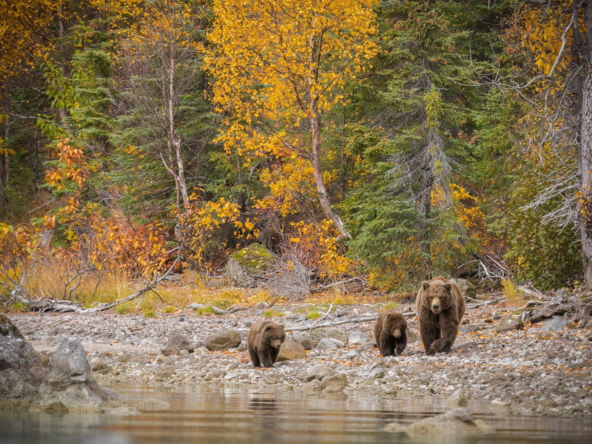 Three bears walking through a shallow river with autumn trees in the background