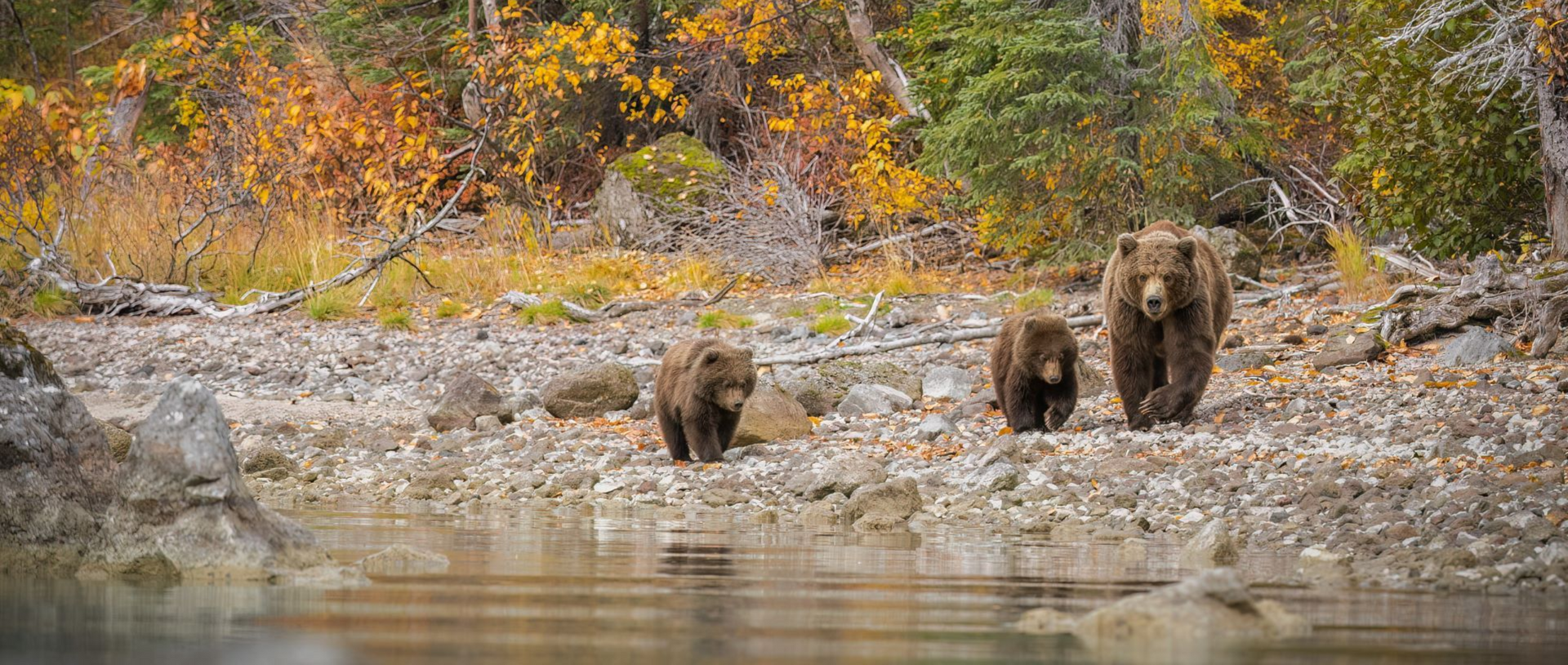 Three bears standing on a rocky riverbank beside calm water, with autumn trees behind them
