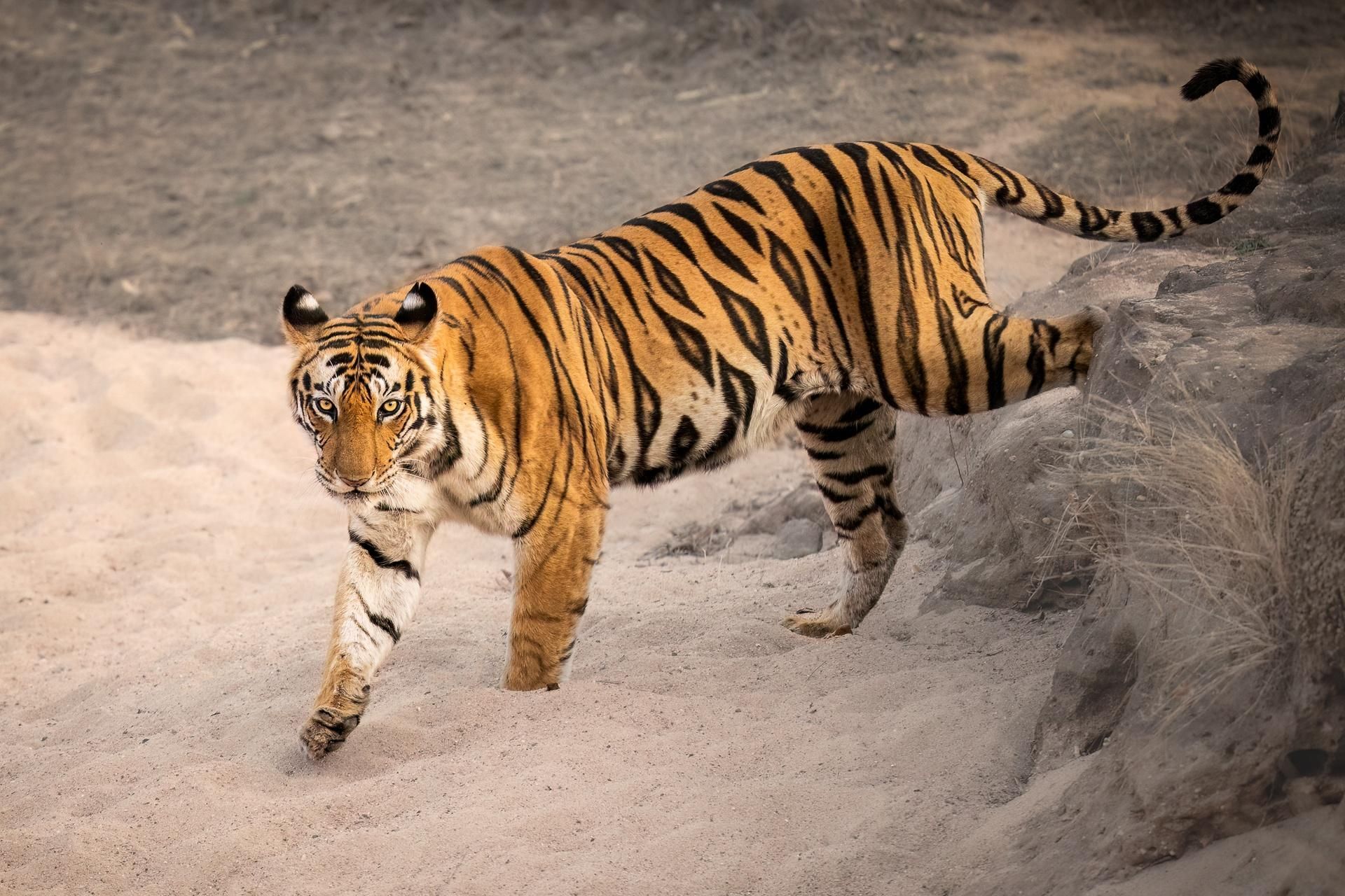 Tiger walking on sandy ground, tail raised, in a dusty enclosure