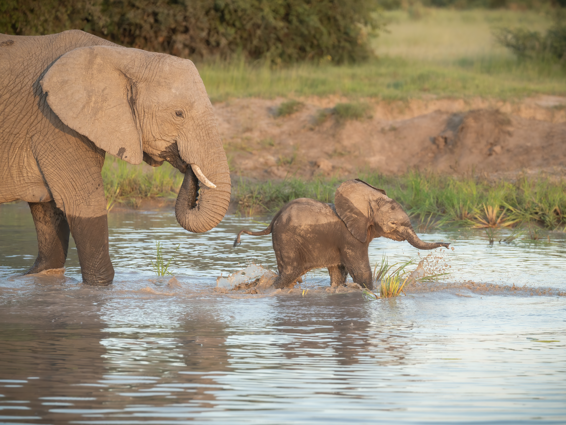 Elephant and calf wading through shallow water in a grassy savanna