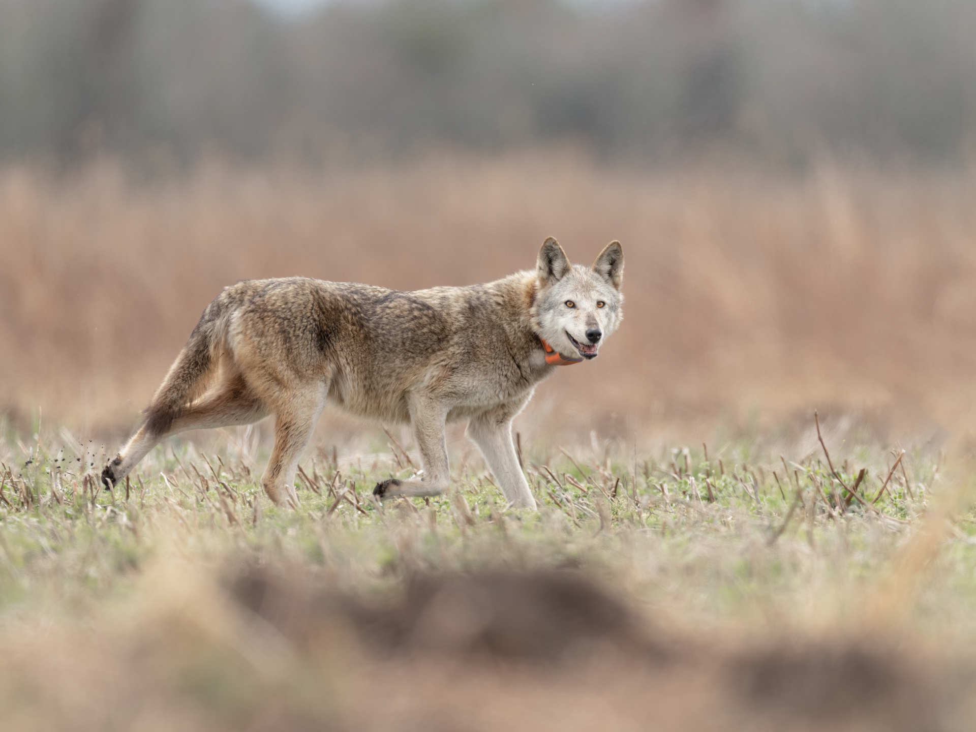 Wolf walking through a grassy field with a blurred forest background