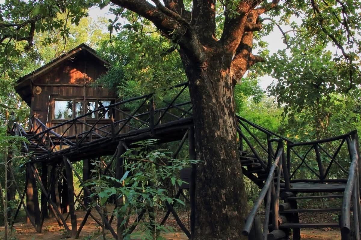 Wooden treehouse in lush forest, linked by a raised walkway and stairs around a large tree.