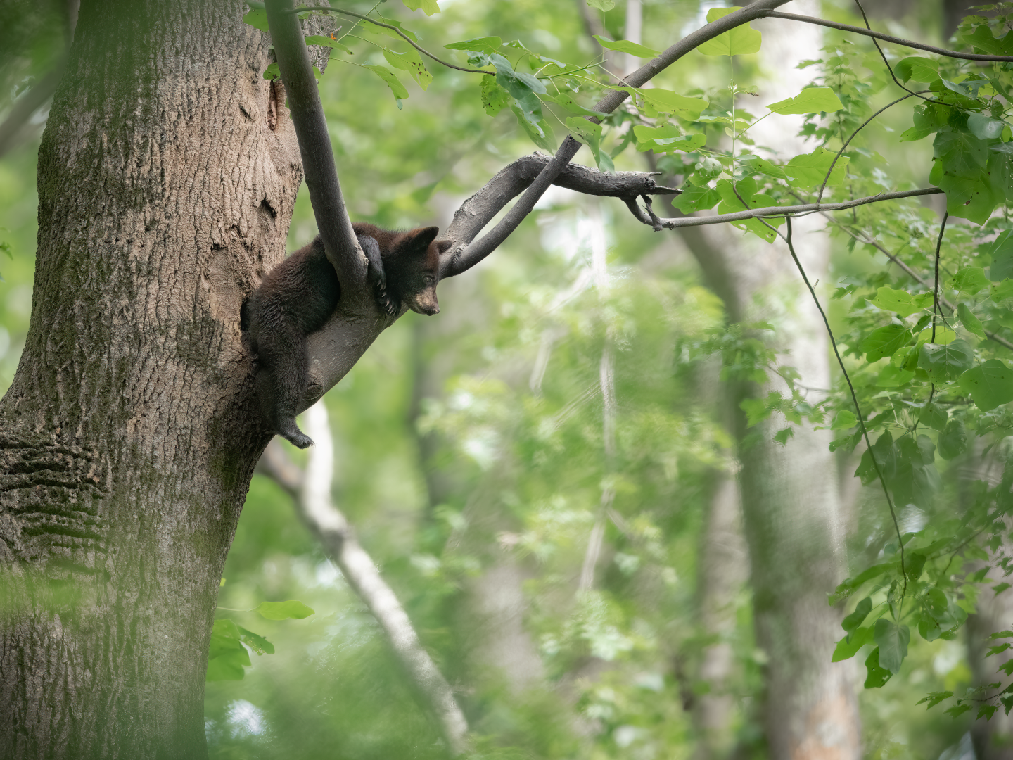 A black squirrel clings to a tree trunk and branch in a leafy green forest