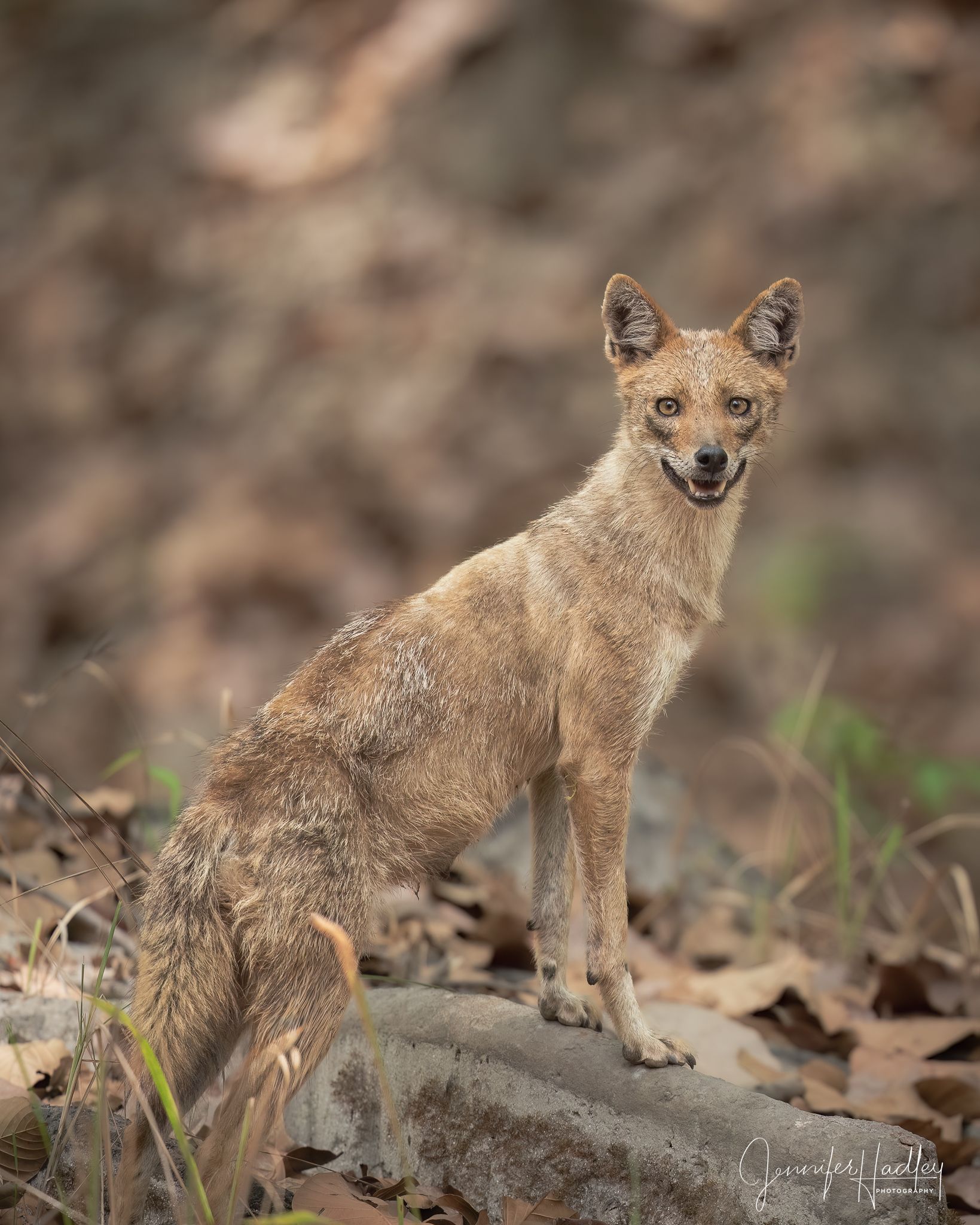 Jackal standing on a rock in a wooded area with dry leaves.