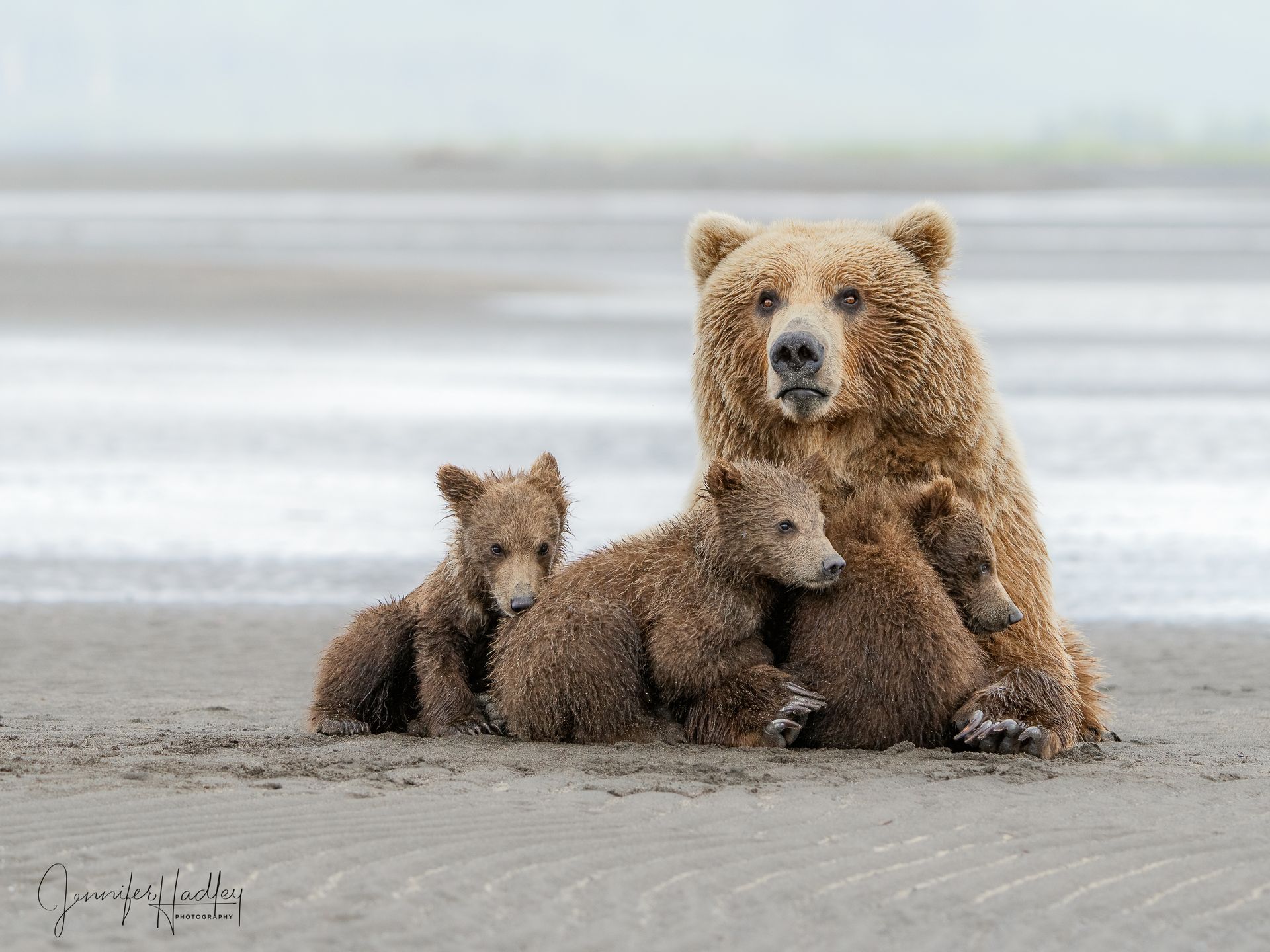 Brown bear mother with two cubs on a sandy beach by the water