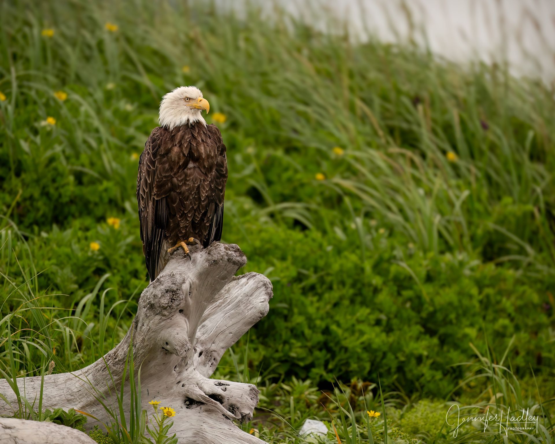 Bald eagle perched on a driftwood stump in tall green grass, looking left.