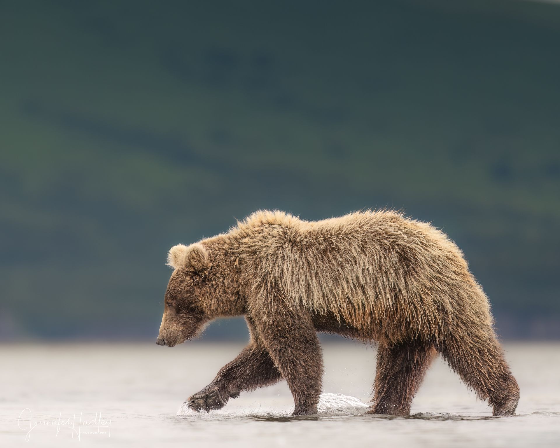 Brown bear walking on a snowy ground against a blurred blue-gray background.