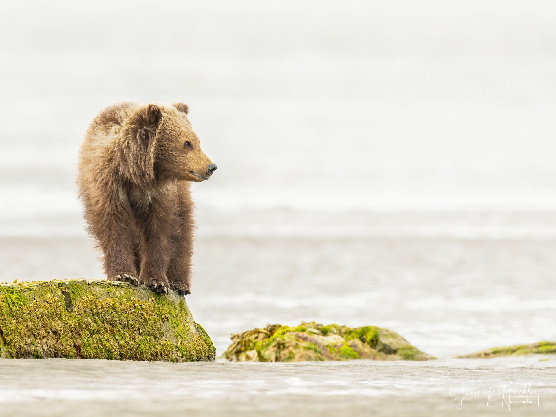 Brown bear standing on a mossy rock by calm water