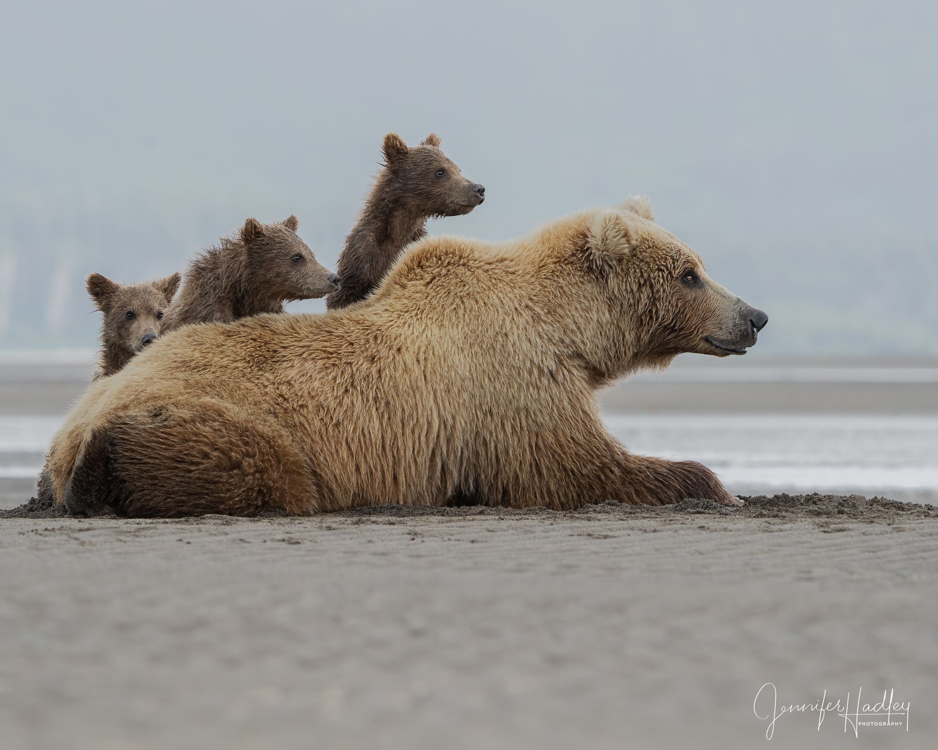 Three brown bears resting on a sandy beach by calm water under a gray sky