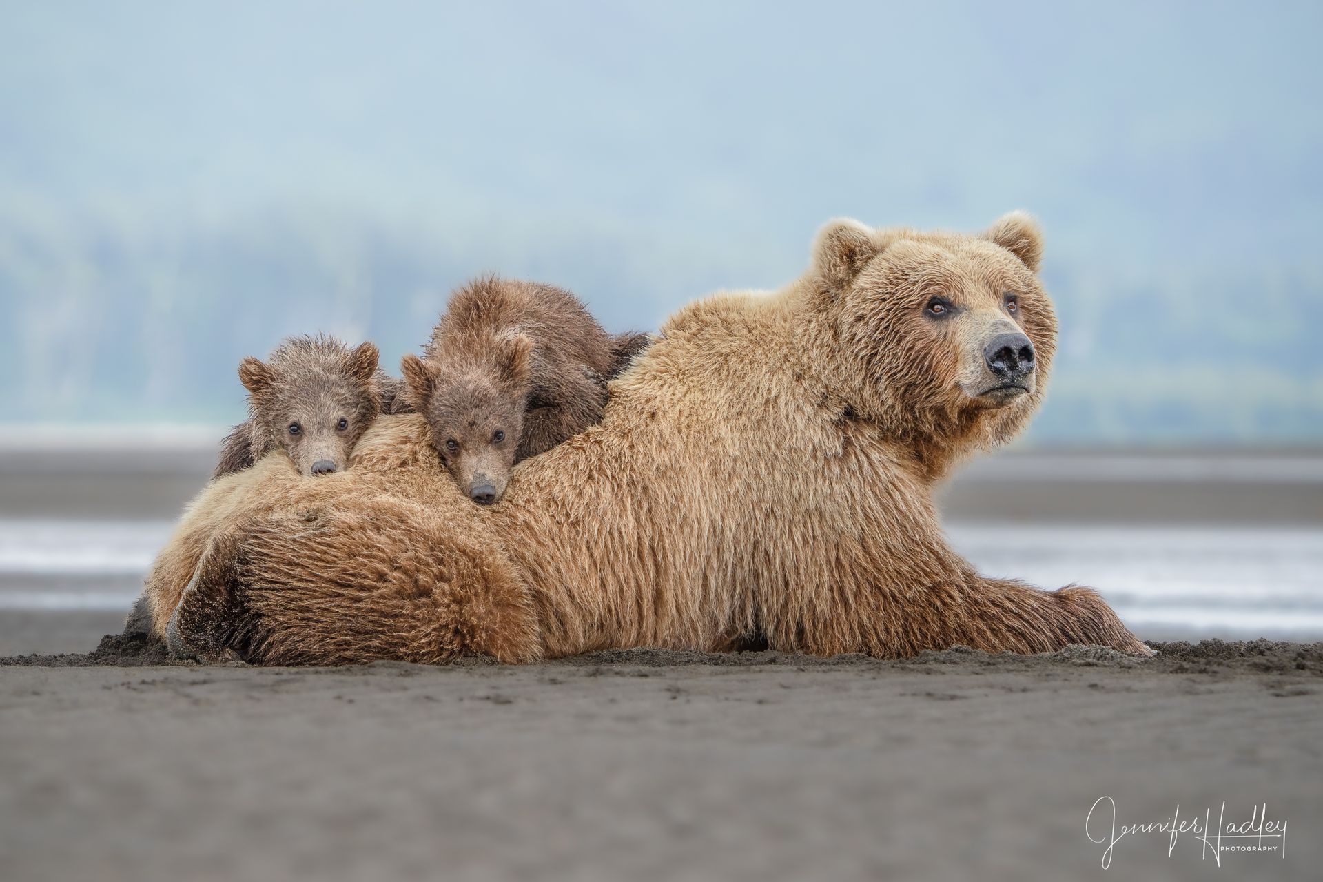 Three brown bears resting on a beach, with a cub peeking over the adult's back.