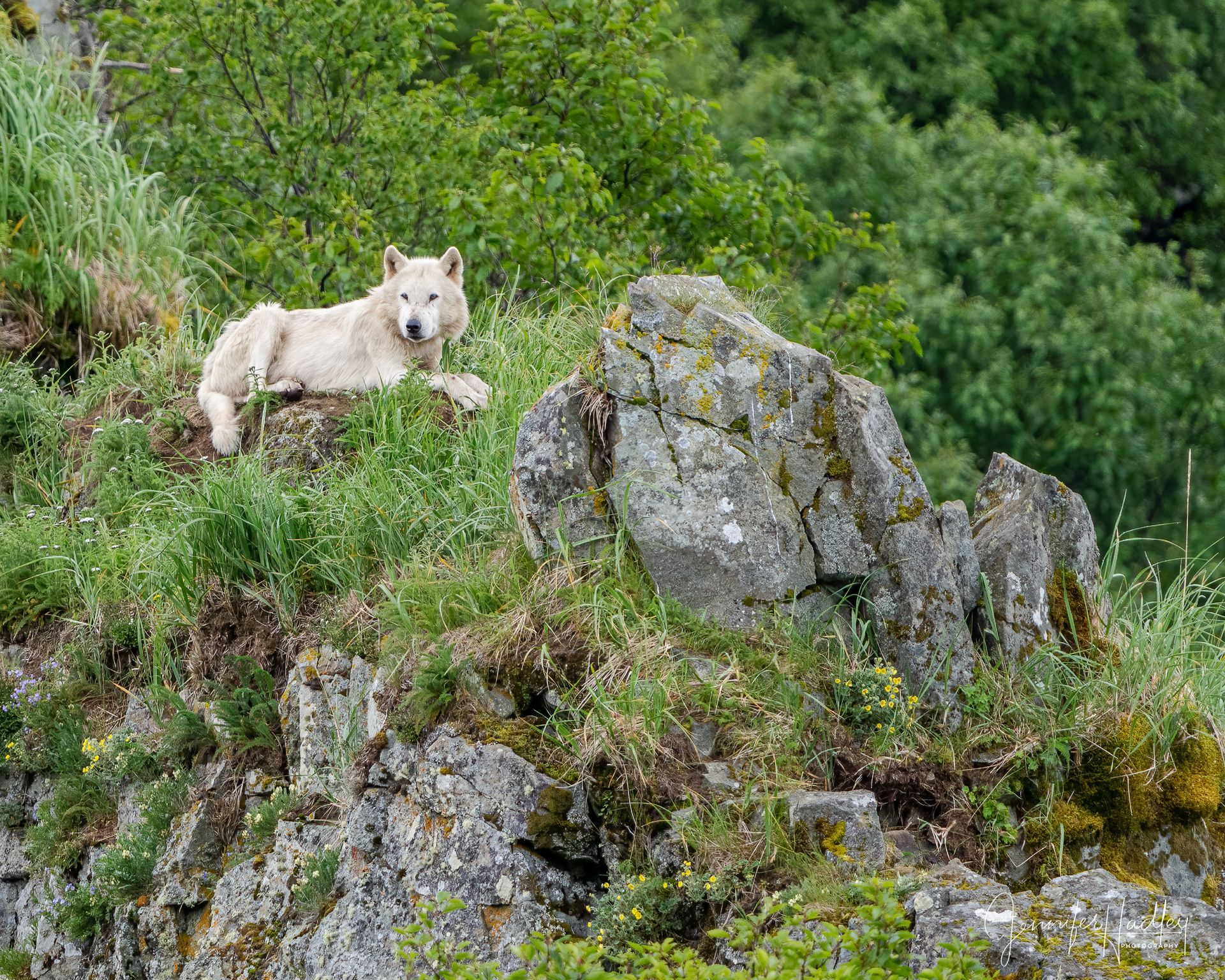 White dog standing on rocky green hillside near a large boulder