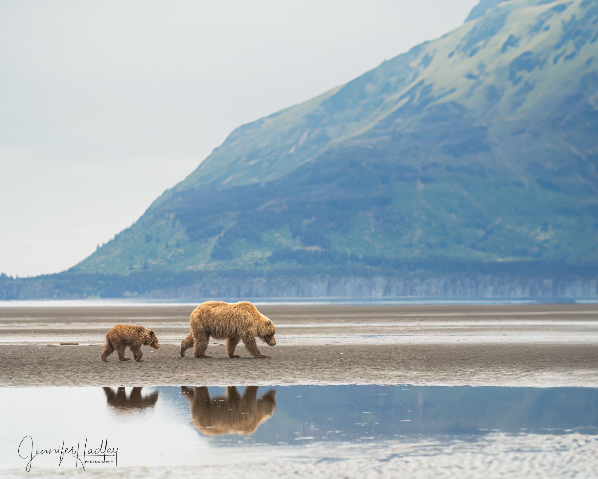 Two brown bears walking along a reflective shoreline with a mountain in the background.