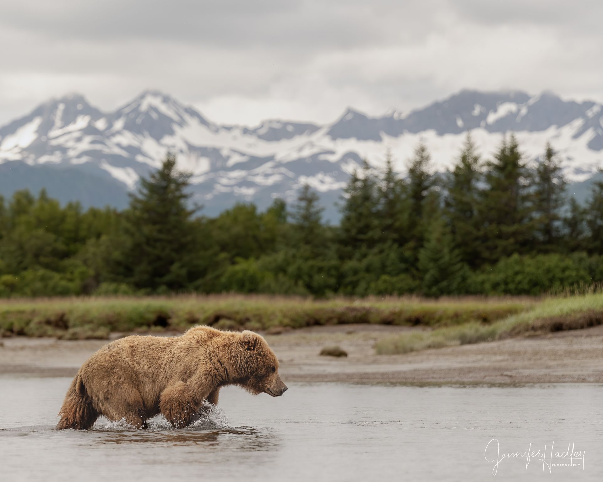 Brown bear wading through a river with snowy mountains and evergreen trees in the background