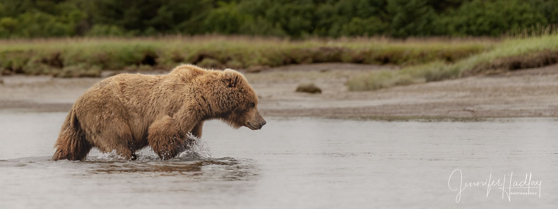 Brown bear walking through shallow water along a riverbank