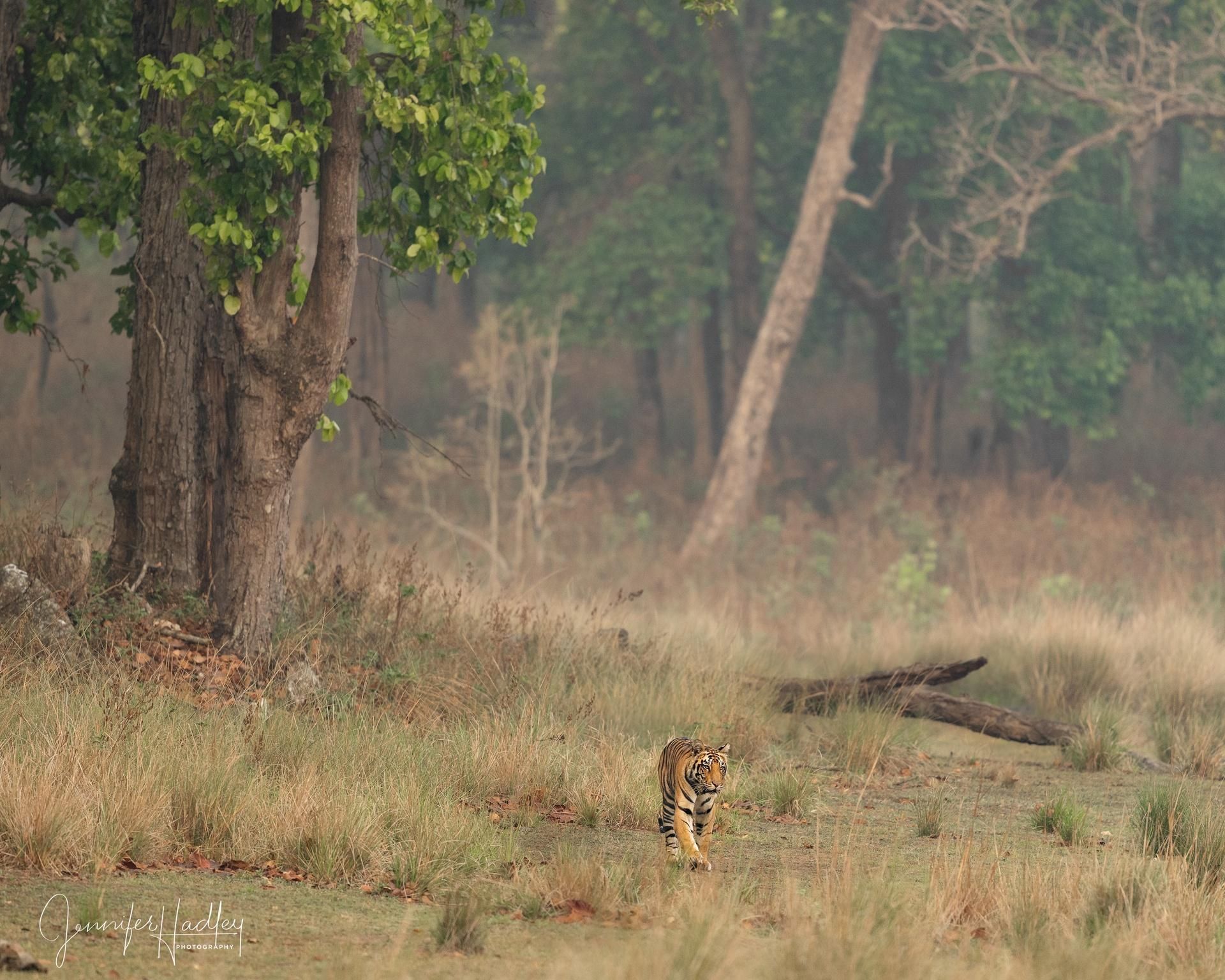 Tiger walking through dry grass in a forest clearing with trees in the background