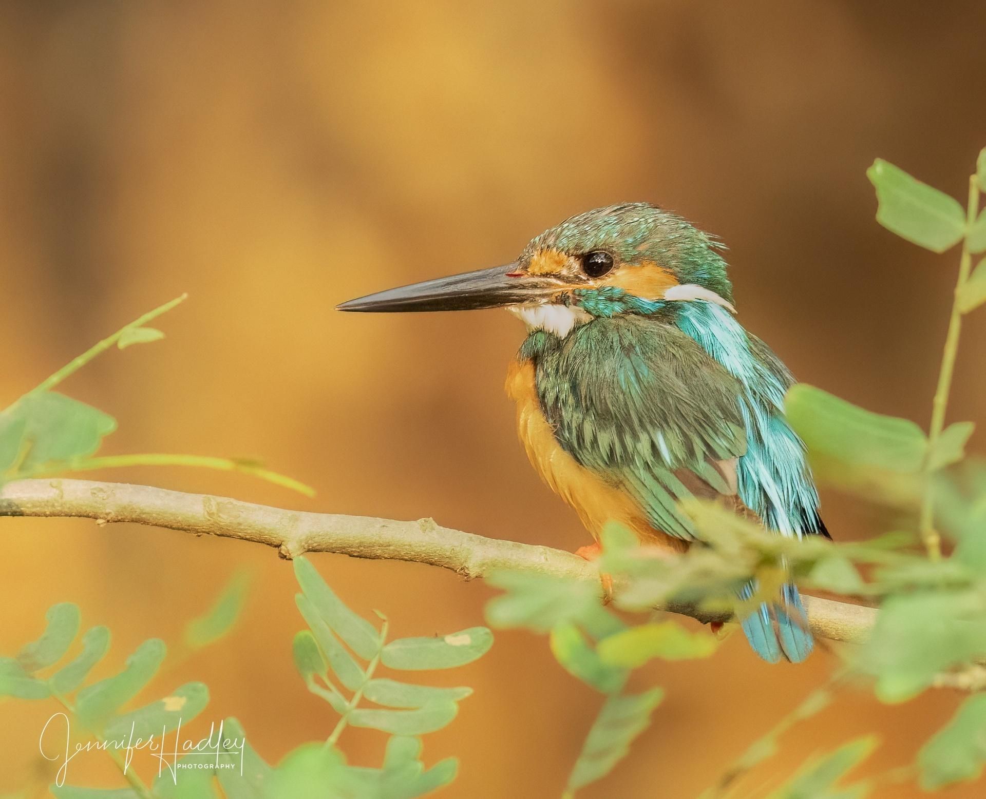 Kingfisher perched on a branch, with blue-green and orange plumage against a warm blurred background