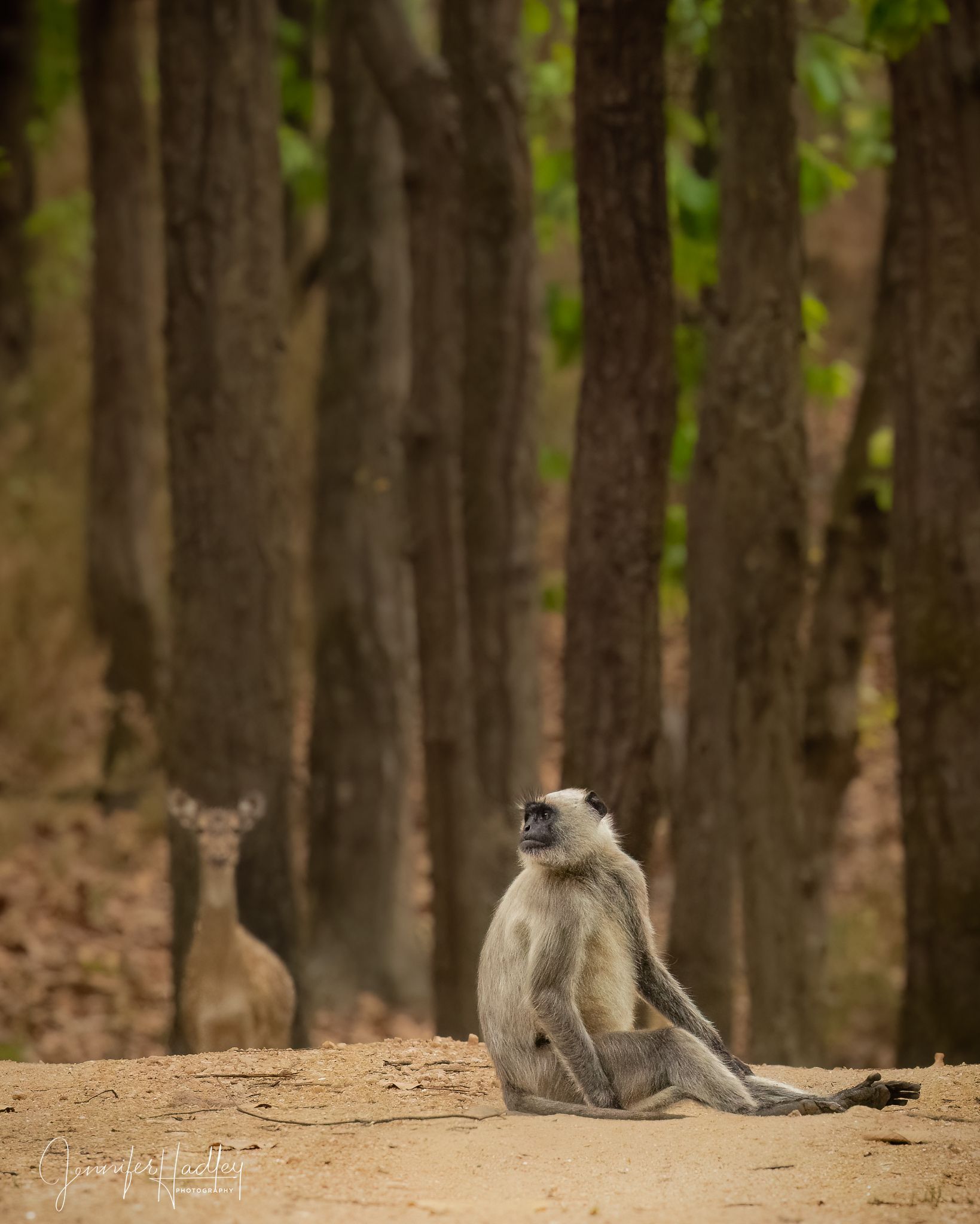 A monkey sits on a dirt path in a forest, with a deer blurred in the background.