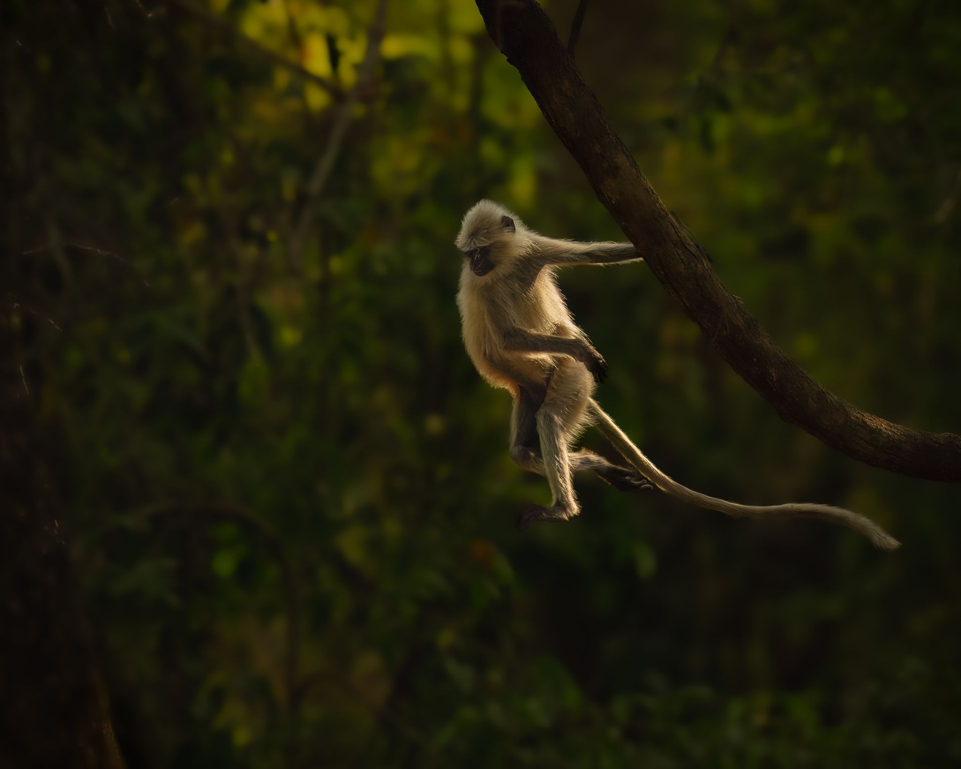 Small monkey perched on a tree branch in a dark green forest.