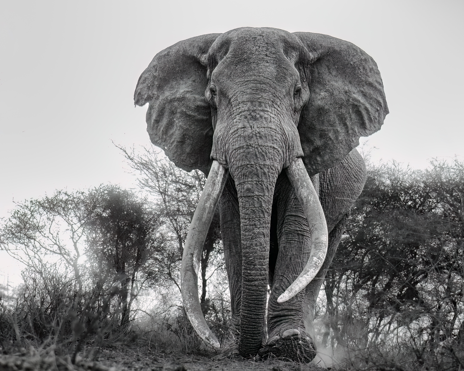 Elephant facing camera in a dry savanna, with large tusks and wide ears.