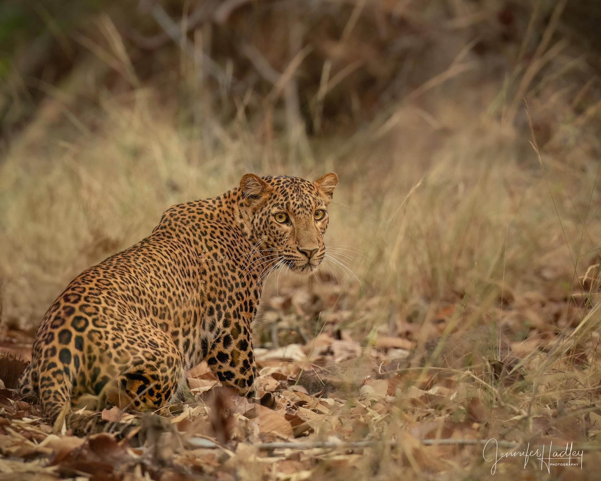 Leopard crouching in dry grass and rocks, looking back in a natural savanna setting