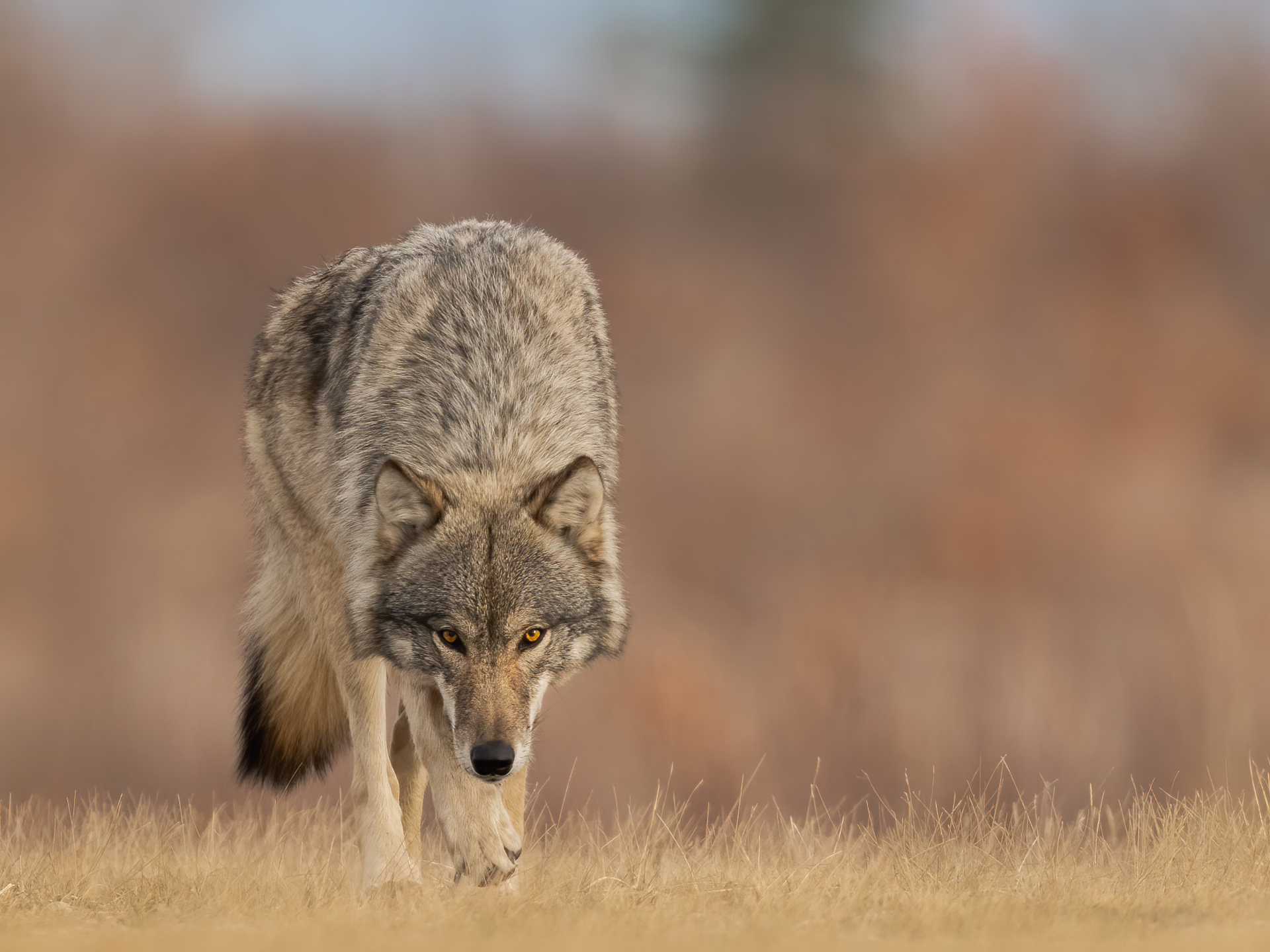 Coyote walking through dry grass with its head lowered, against a blurred brown background