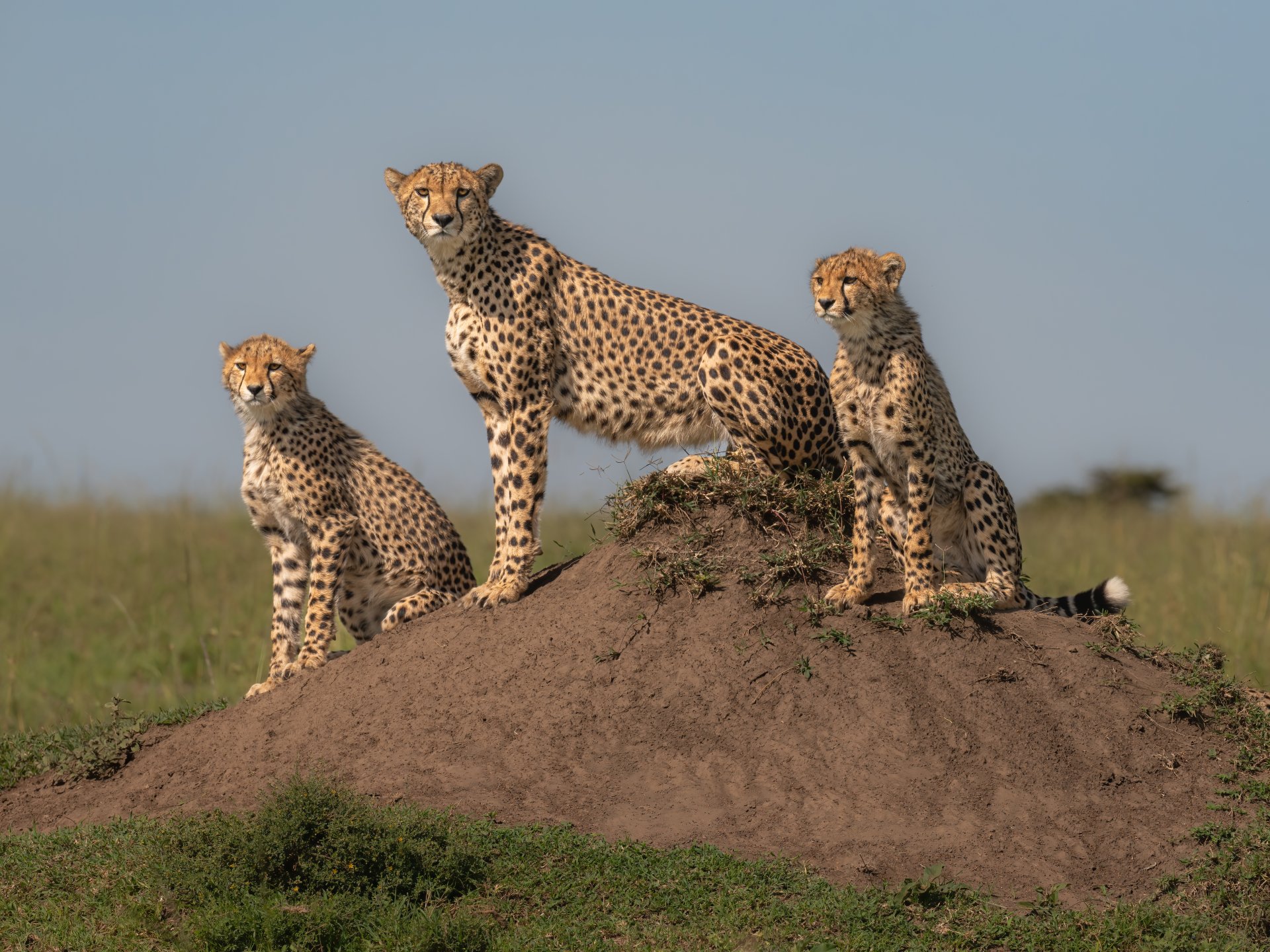 Three cheetahs standing on a dirt mound in open grassland under a clear sky