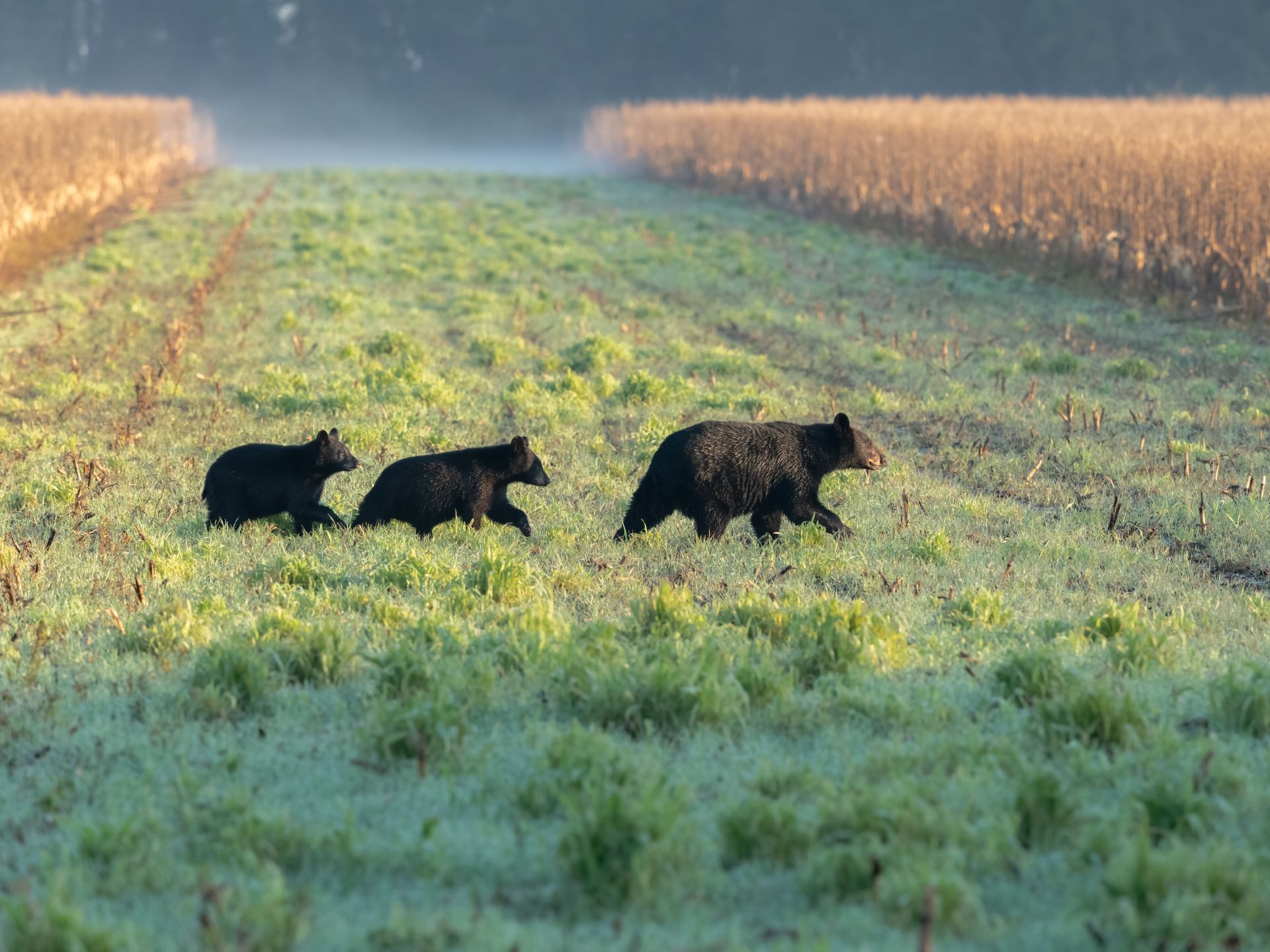 Three black bear cubs walking through a grassy field between tall crops.