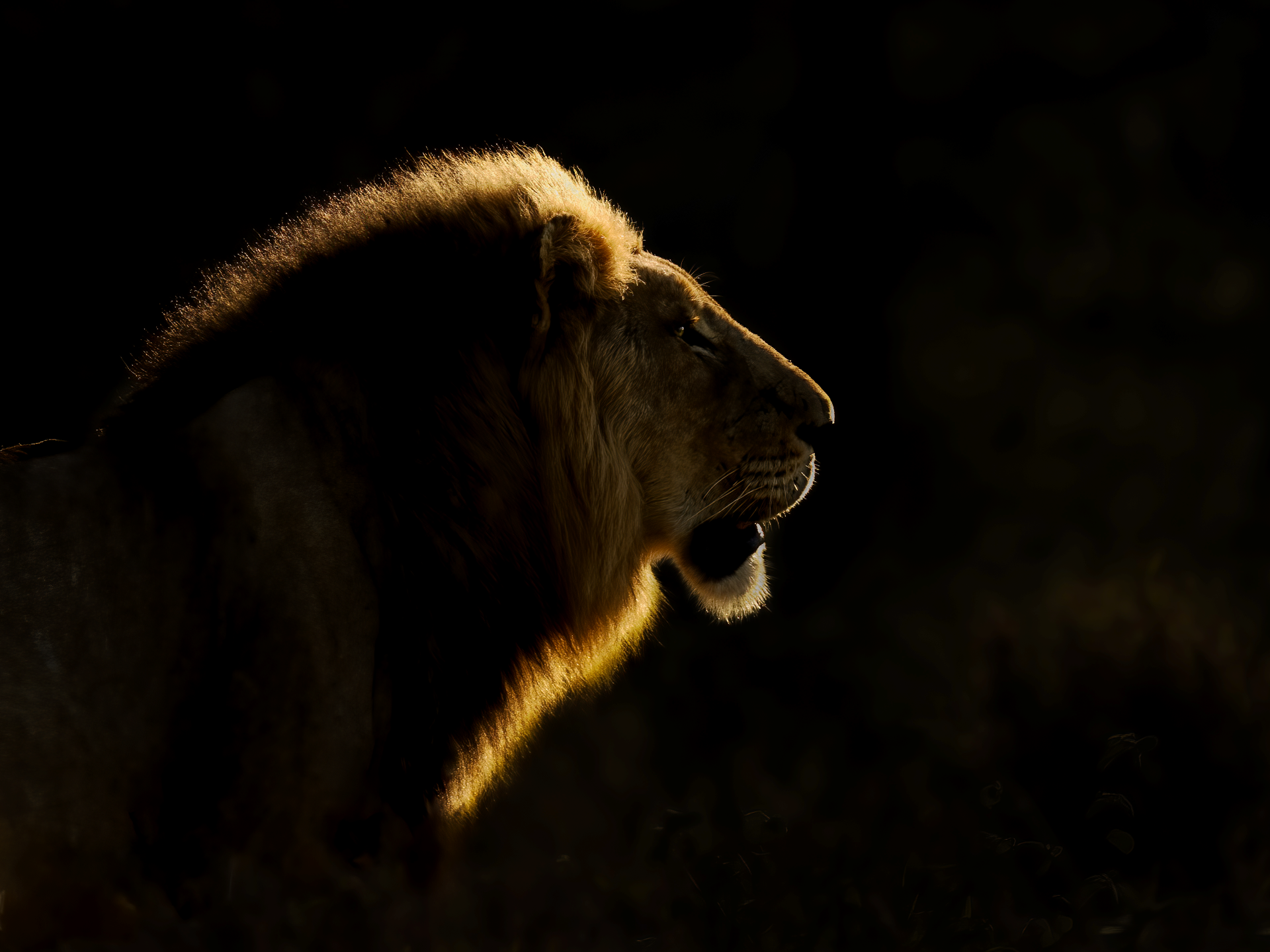 Lion in profile silhouetted against a dark background, mane lit by warm light.