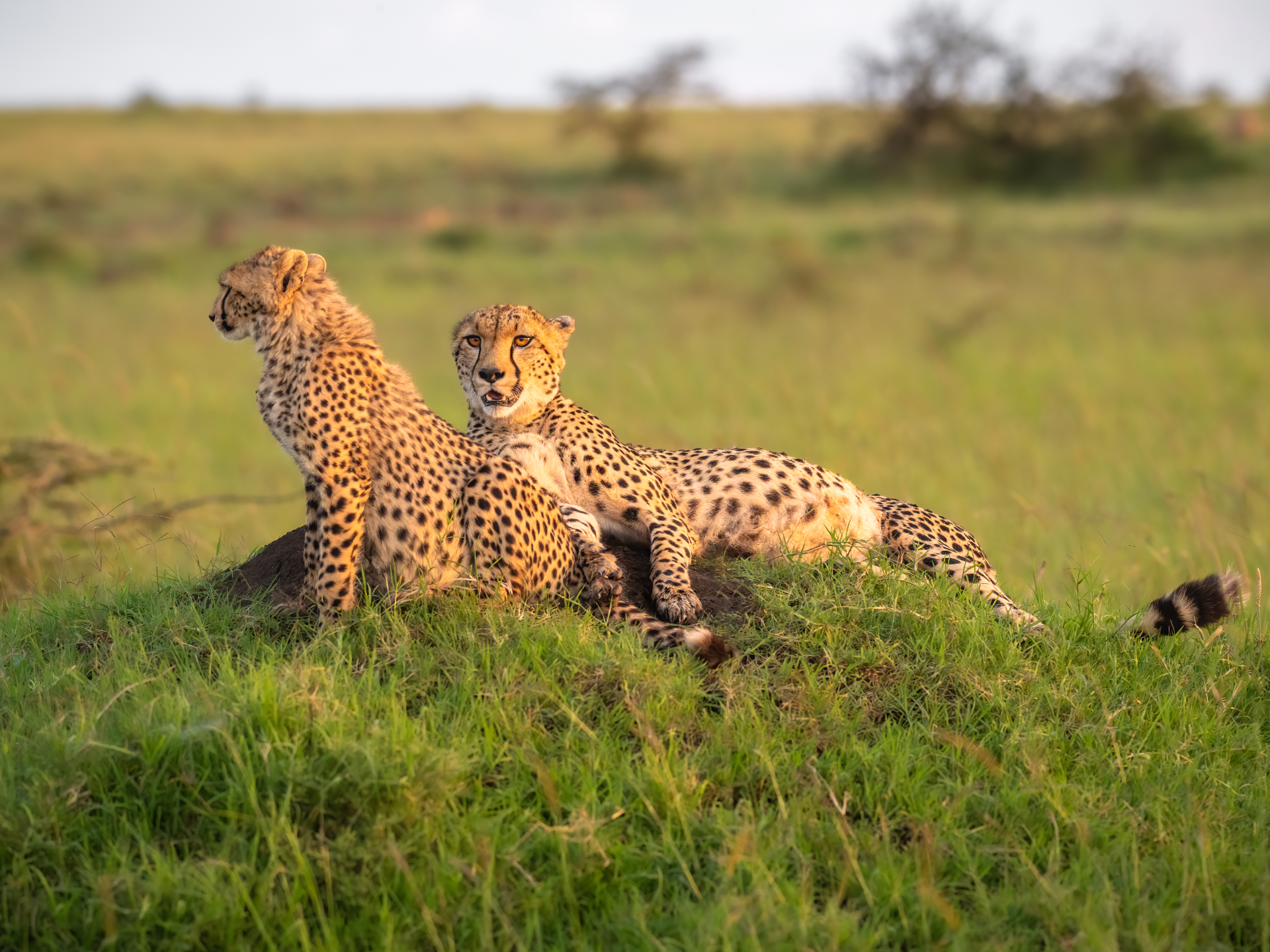 Two cheetahs resting on a grassy hill in the savanna, one looking at the camera.