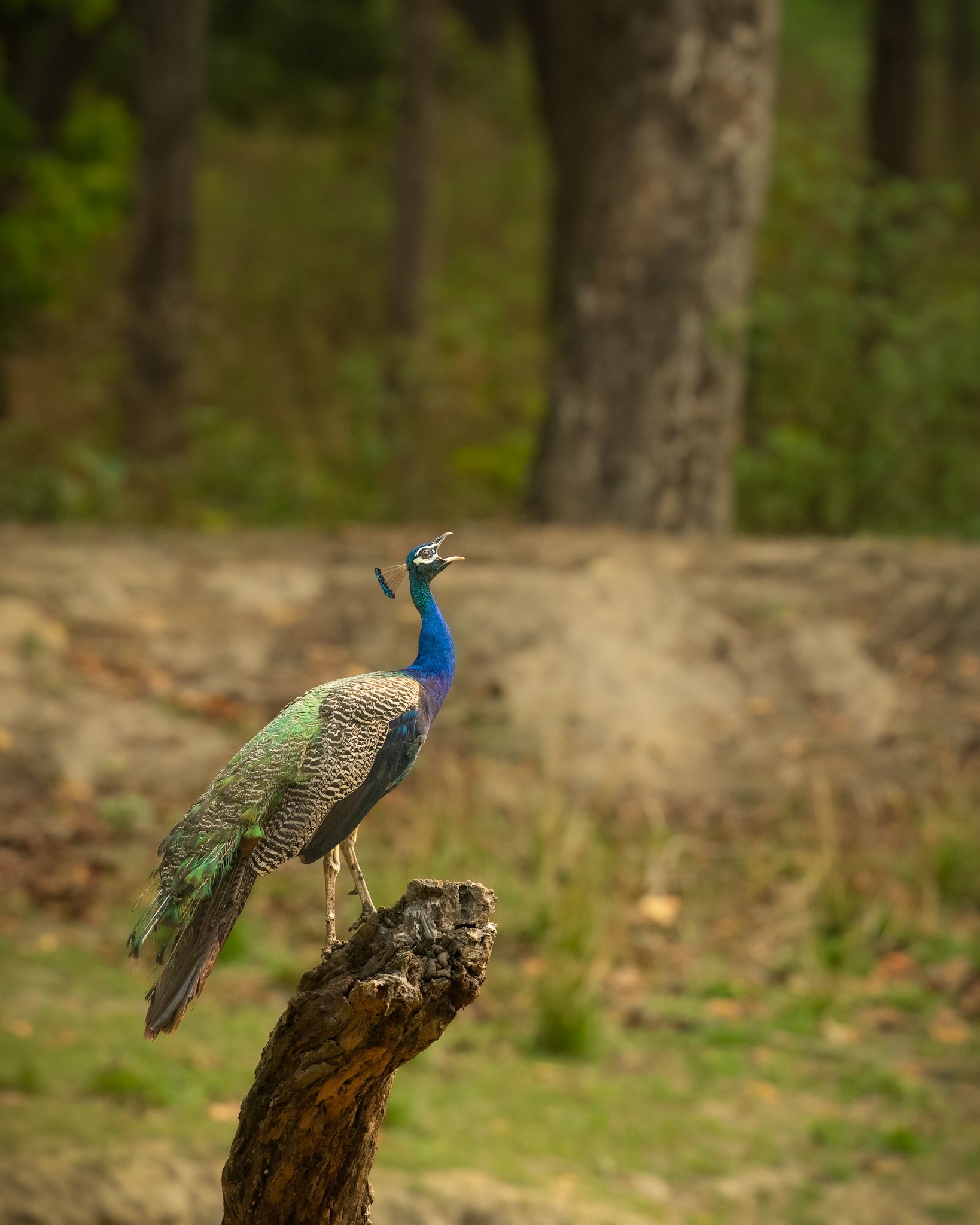 Two peacocks in a grassy woodland, one with a blue neck and one brown and speckled