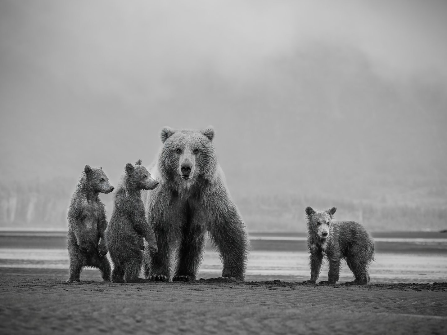 Bear family walking on a foggy beach, with one cub standing apart.