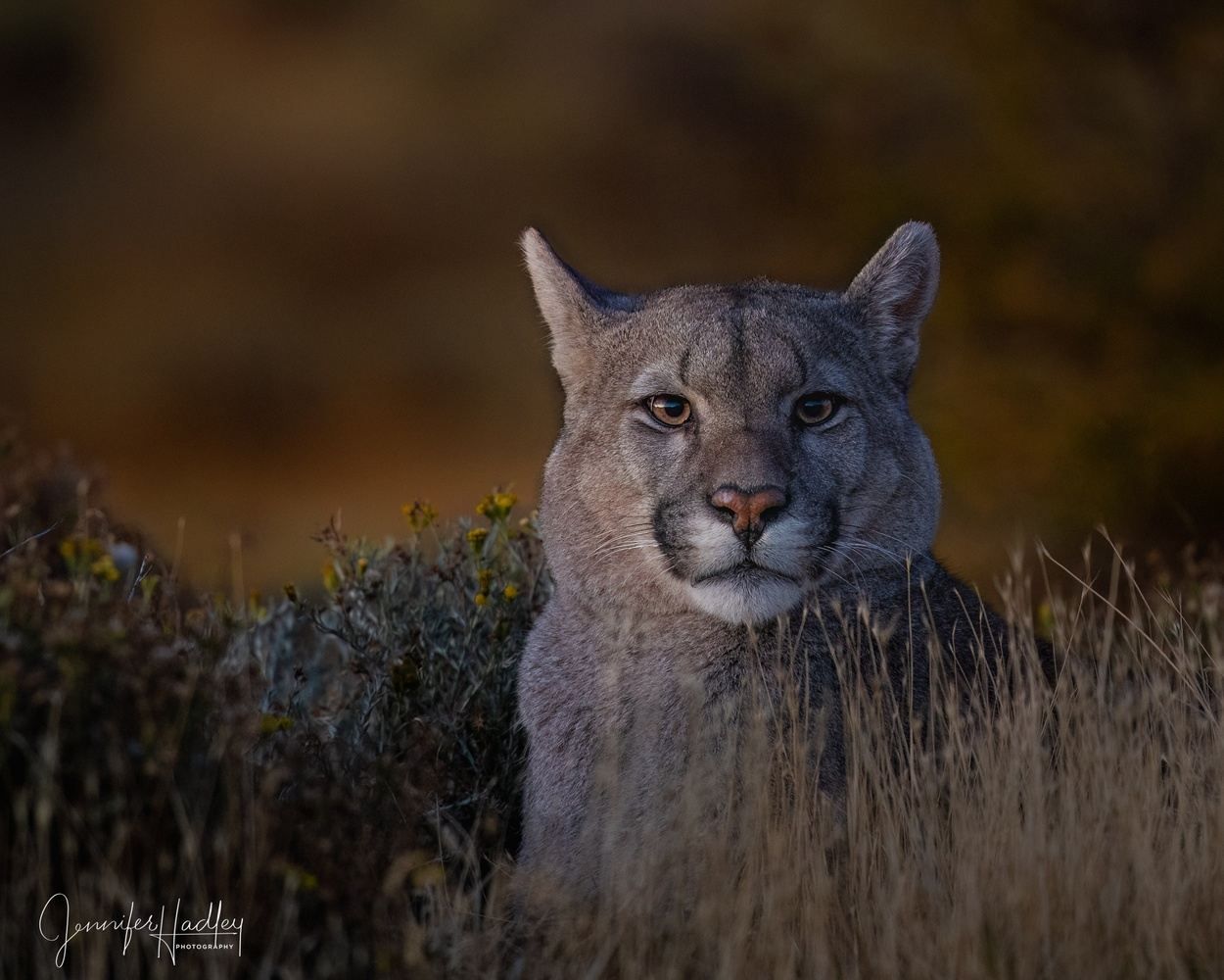 Gray mountain lion standing in tall grass at dusk, facing the camera