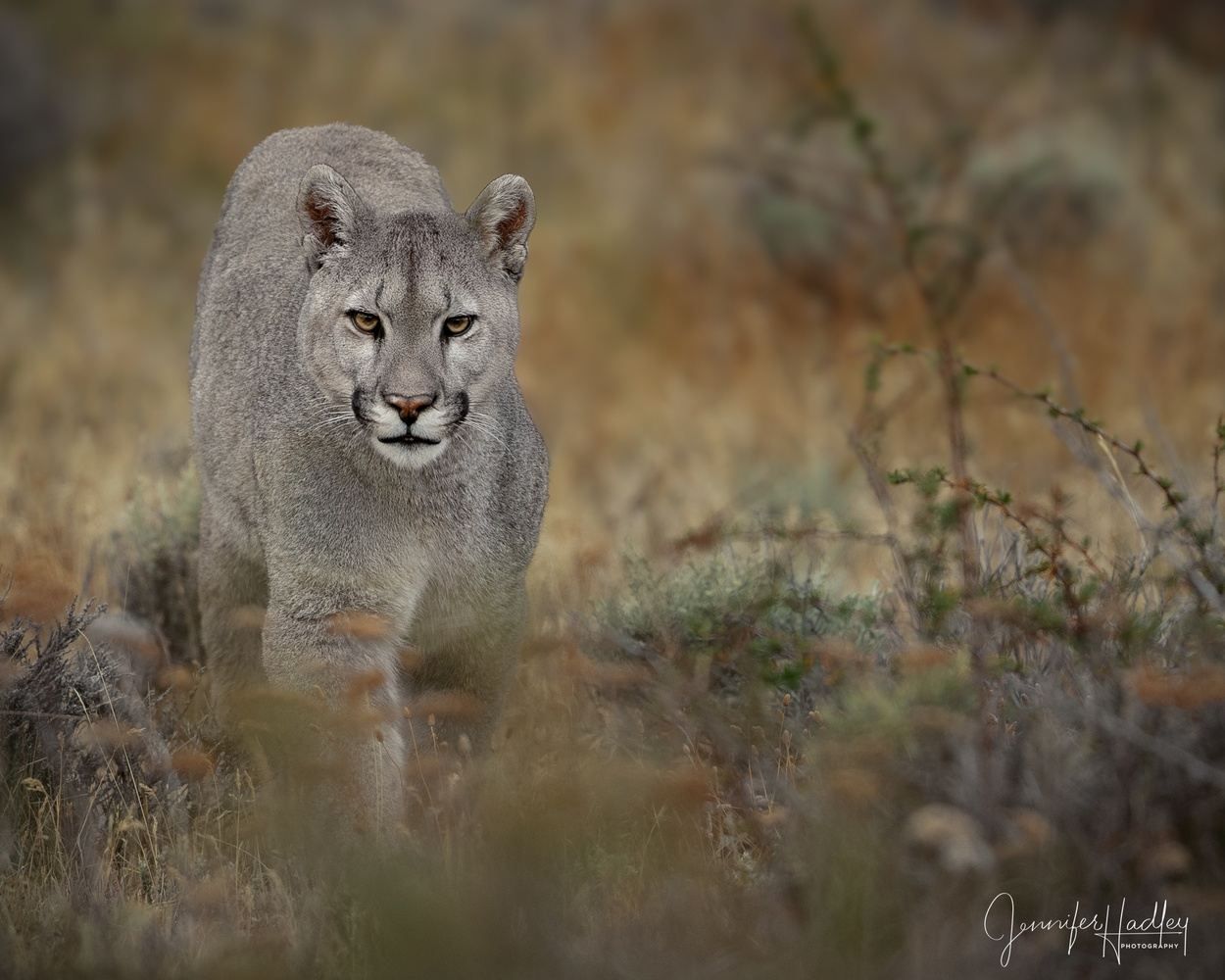 Lioness walking through dry grassland, alert and facing forward