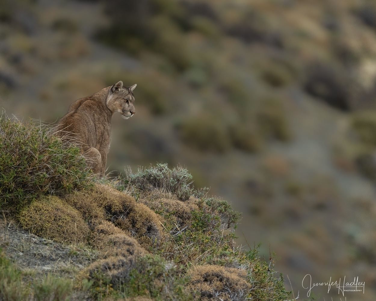 Wild cougar standing on a grassy hillside, looking over a blurred mountainside.