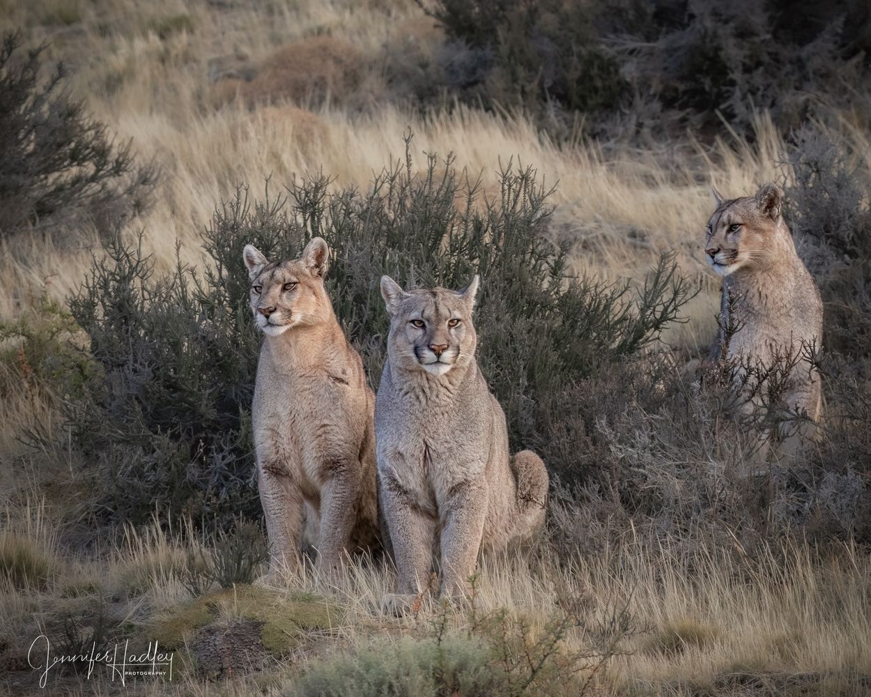 Three wildcats sitting in dry grass and brush, alert and facing the camera.