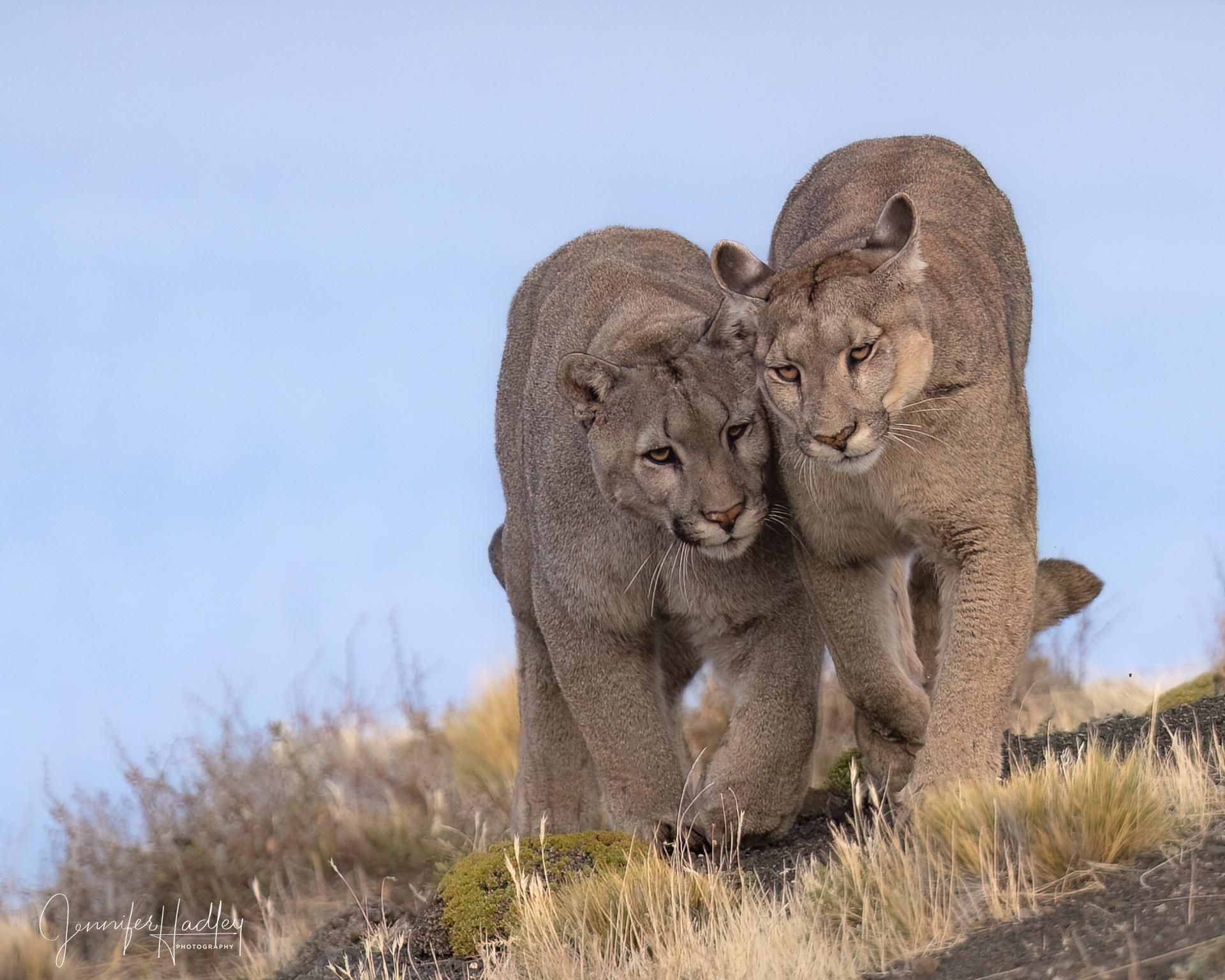 Two mountain lions walking together on a grassy hillside under a blue sky