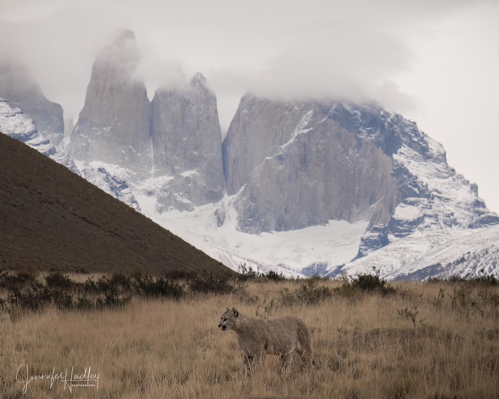 Fox in tall grass with snowy mountains and fog in the background