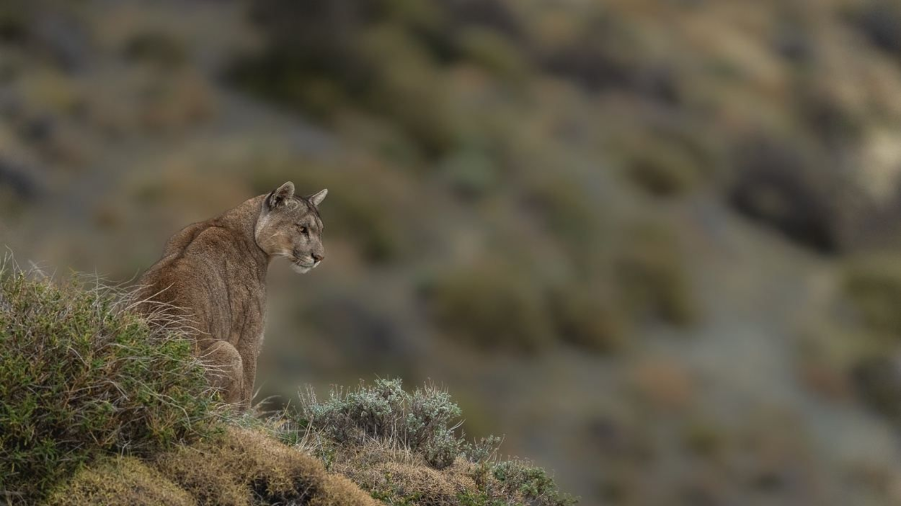 Wild cat perched on a rocky hillside, looking to the right