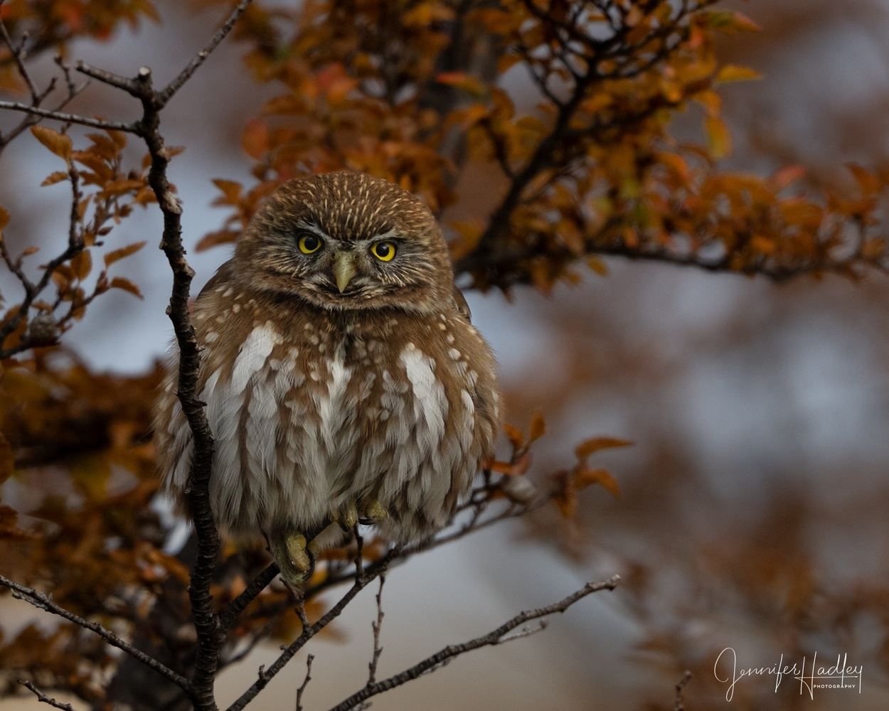 Small brown owl perched on a branch amid autumn leaves, staring forward with yellow eyes.