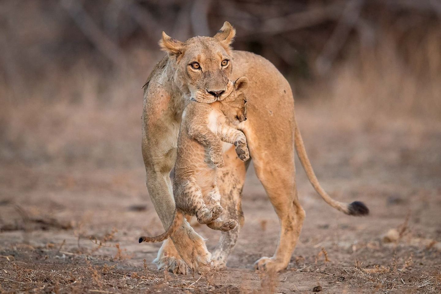 Lioness carrying a cub by the scruff across a dusty plain