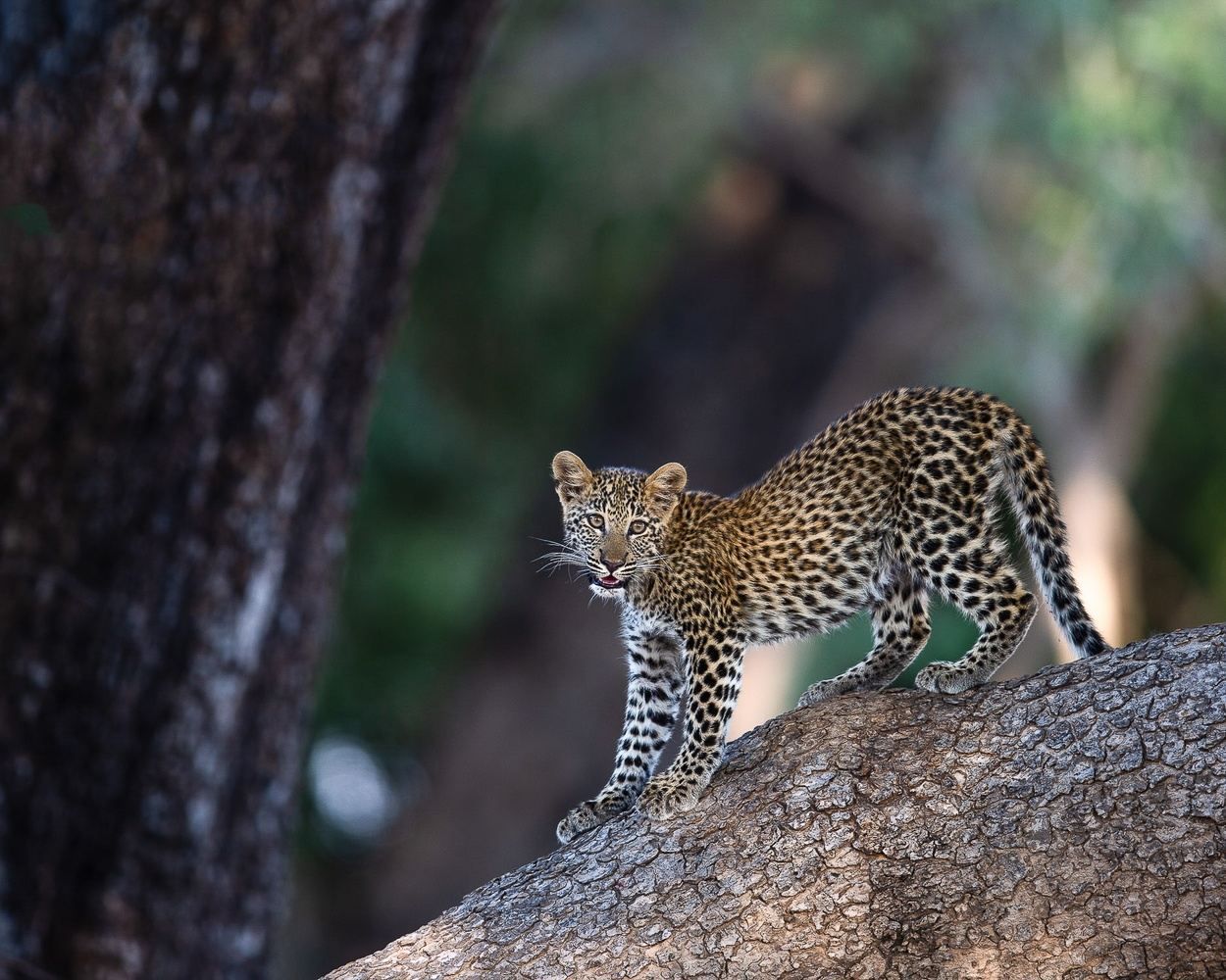 Leopard standing on a rocky ledge in a forested setting