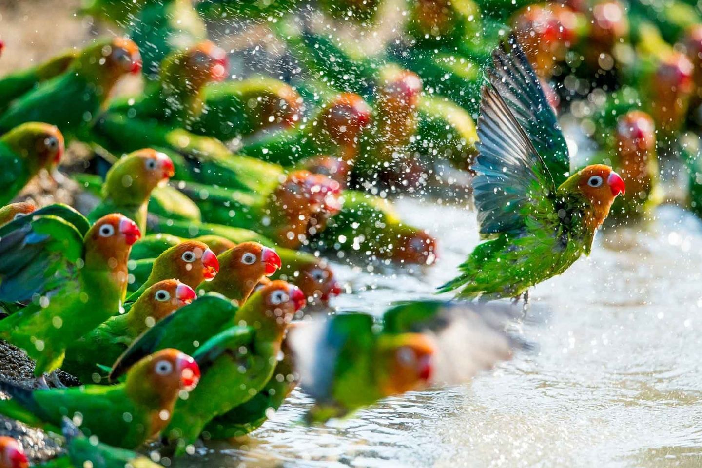 Colorful green parrots flying and gathering near water, with one bird mid-flight in the foreground