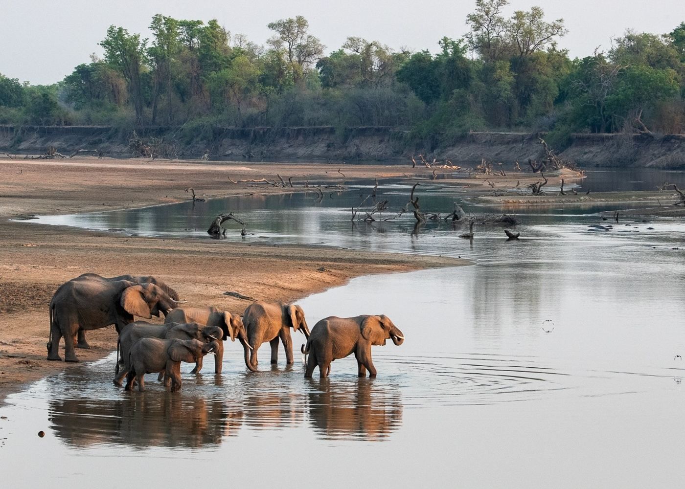 Elephants wading in a shallow river at sunset, with trees and muddy banks in the background