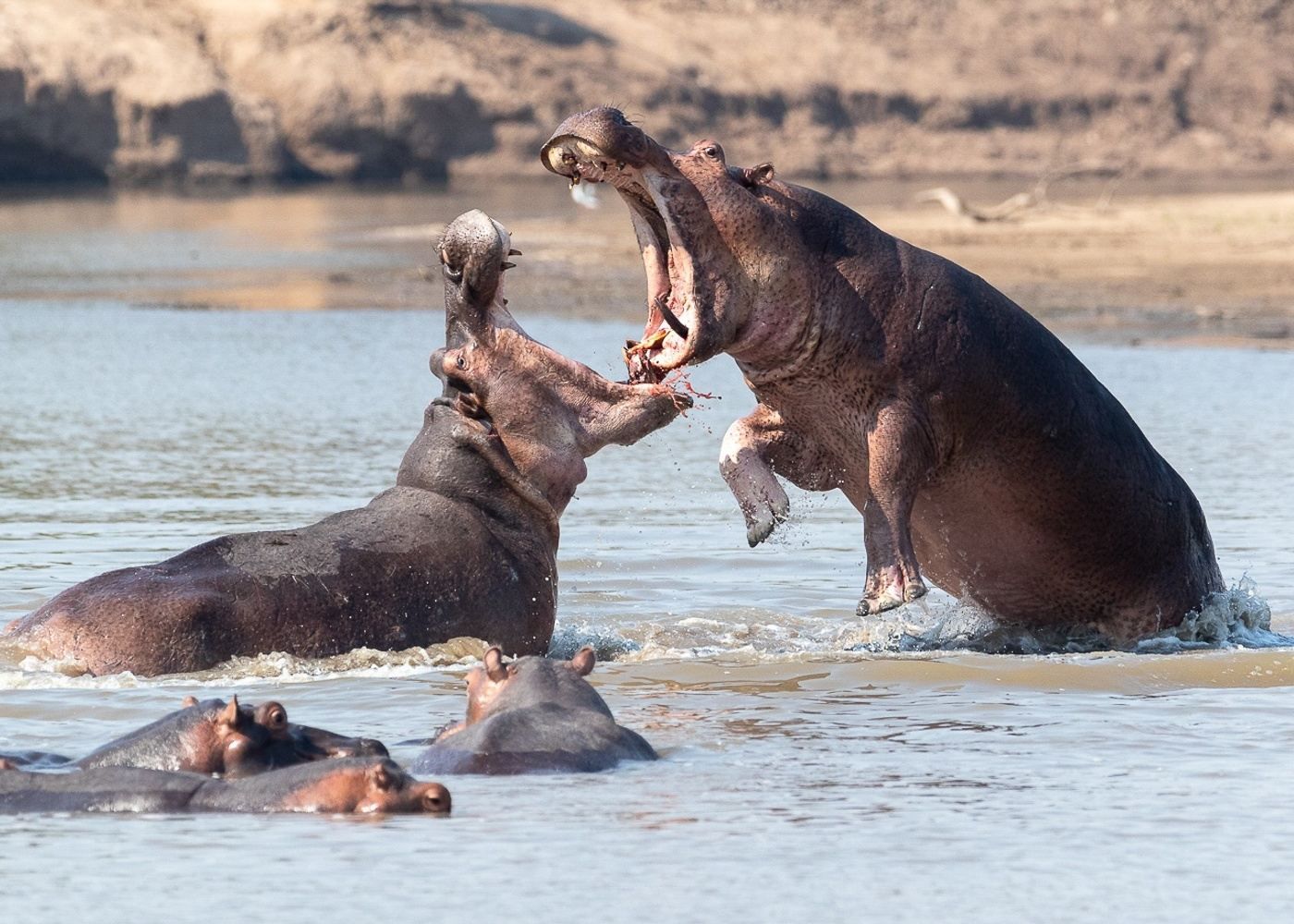Two hippos fighting in shallow water, splashing with one partly submerged